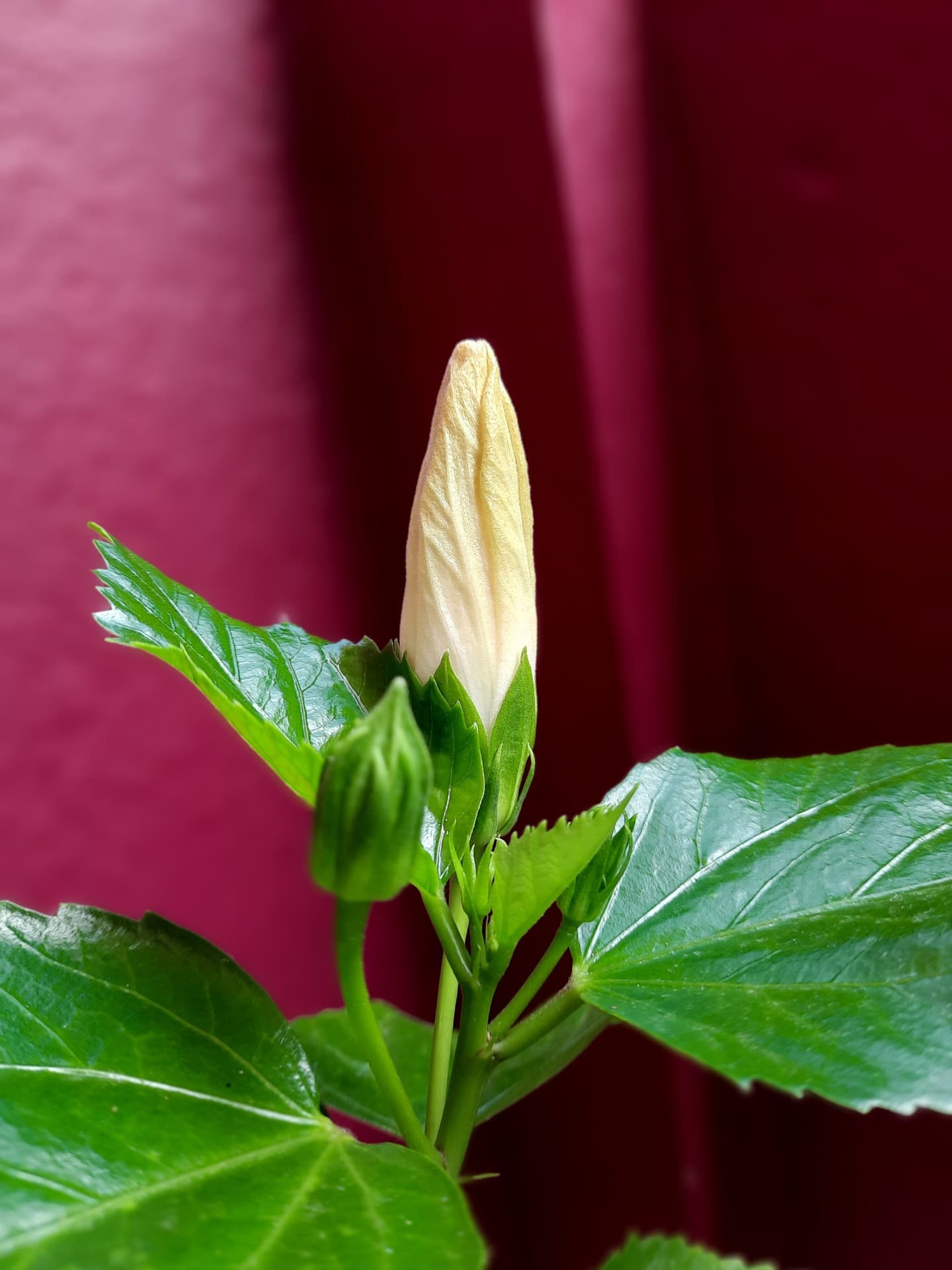 Hibiscus Bud