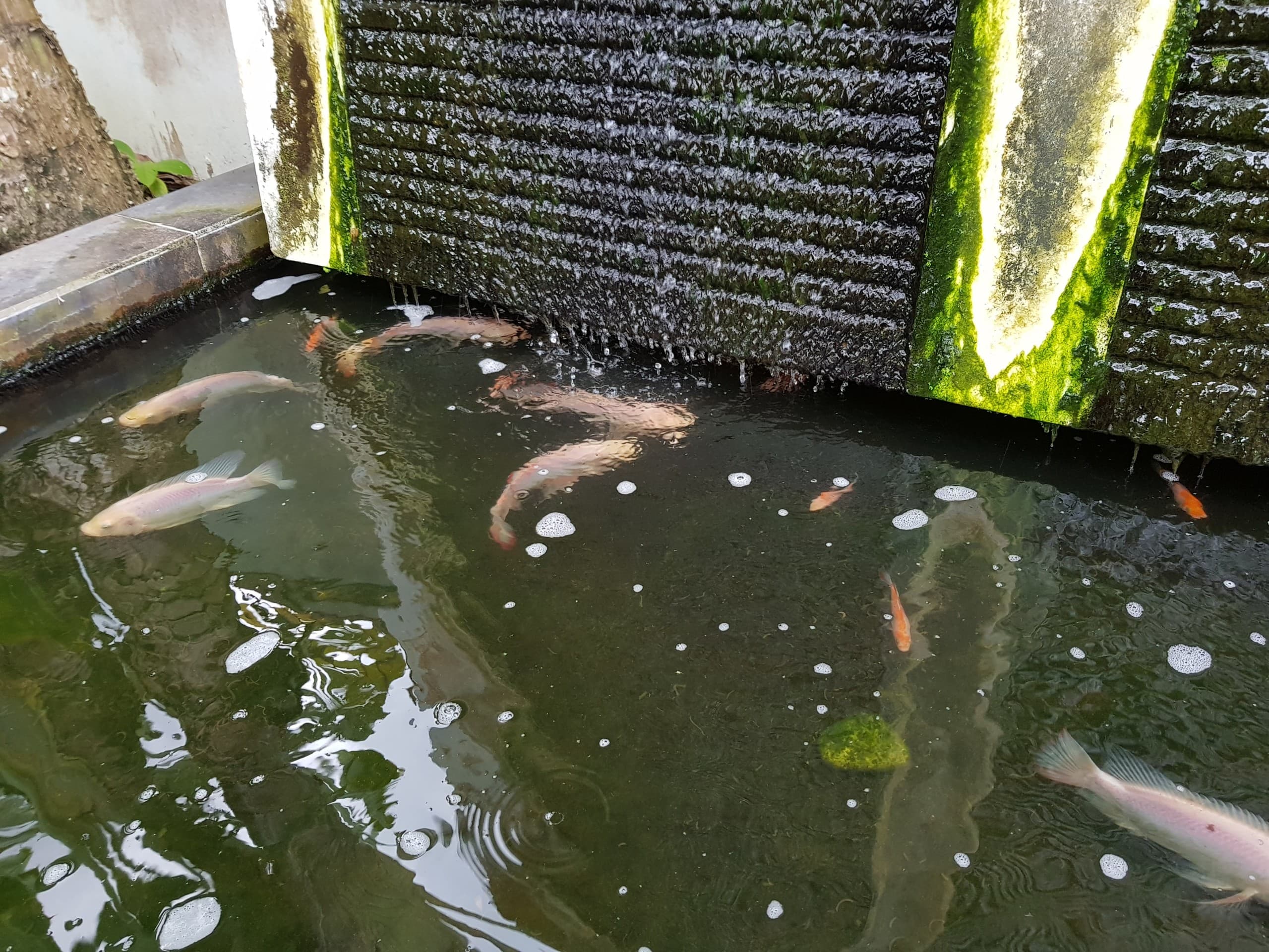 Fishy