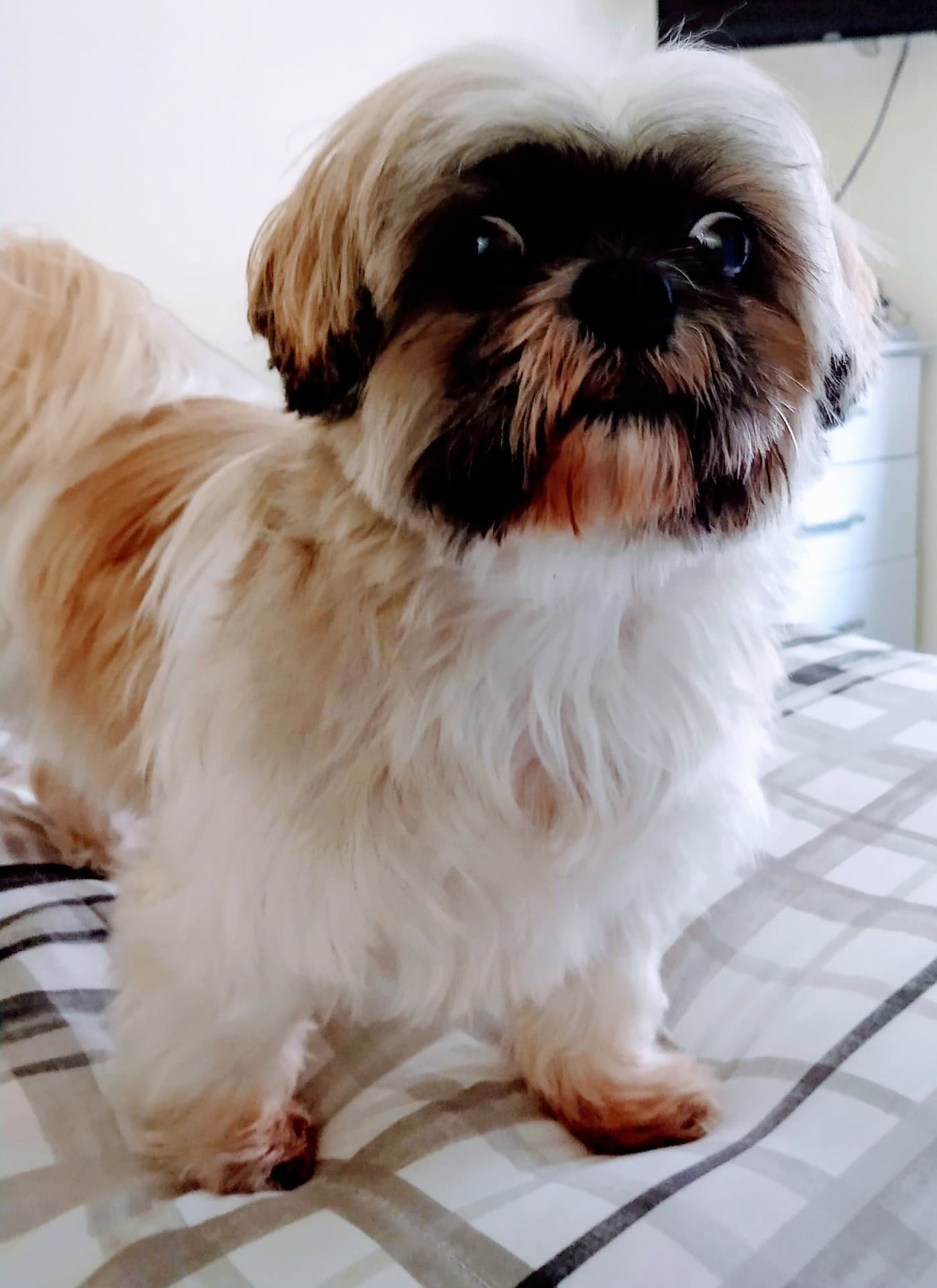 Dog