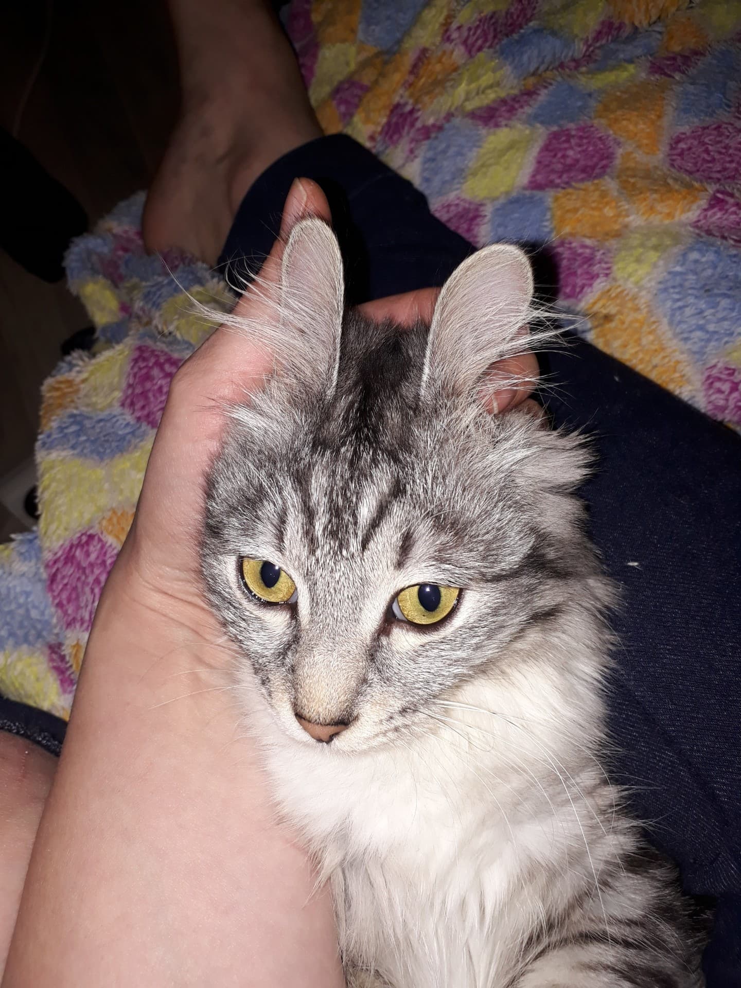 кошки