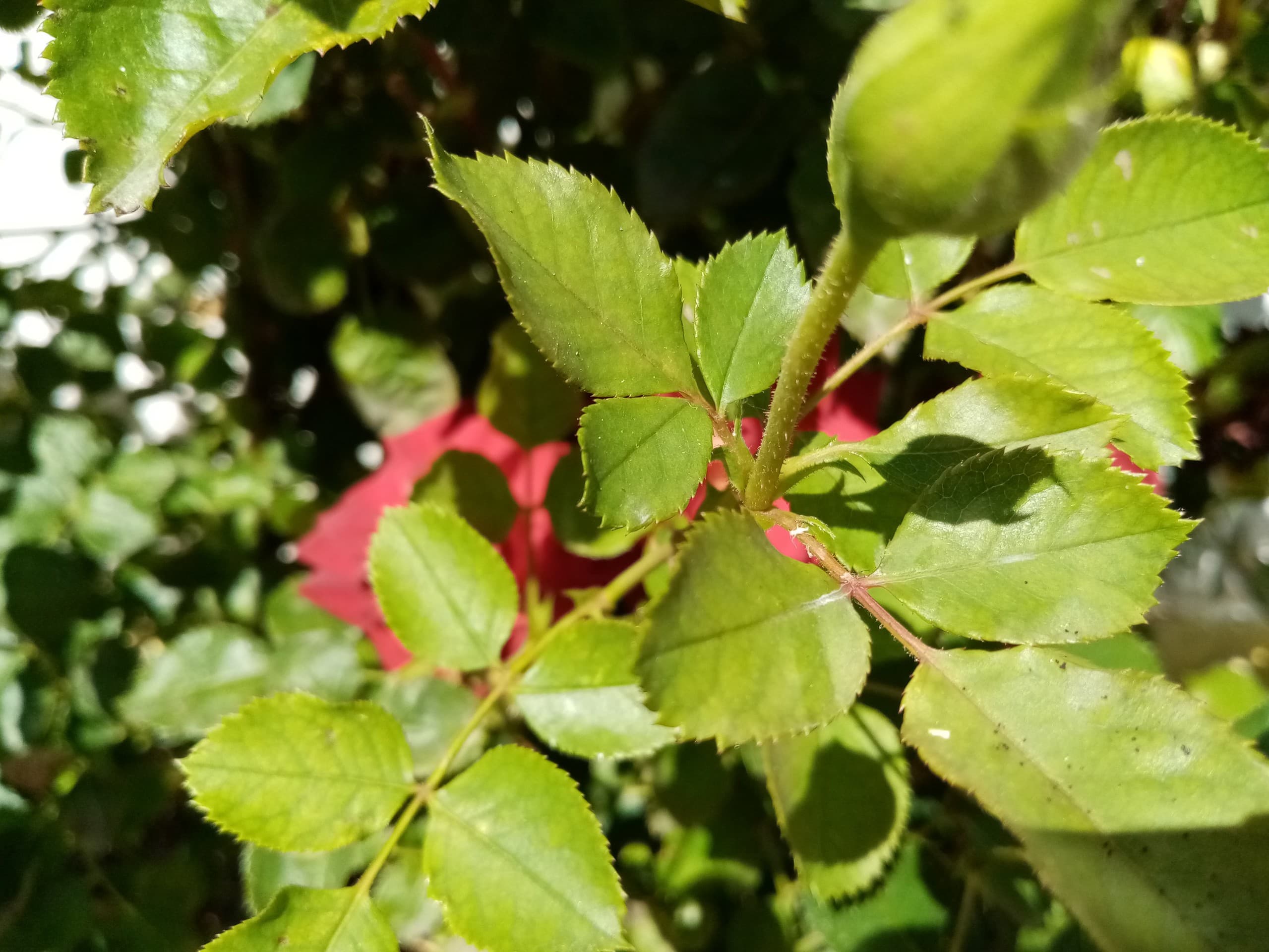 leaves