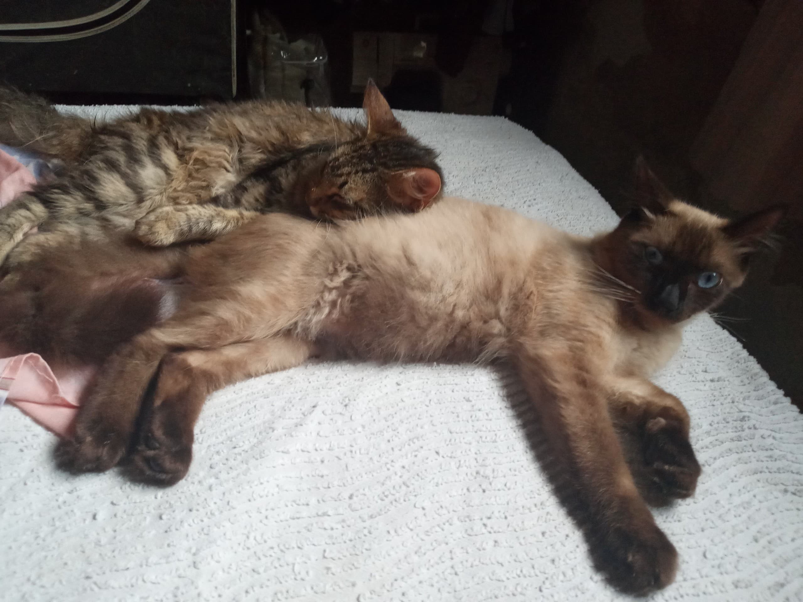Love cat