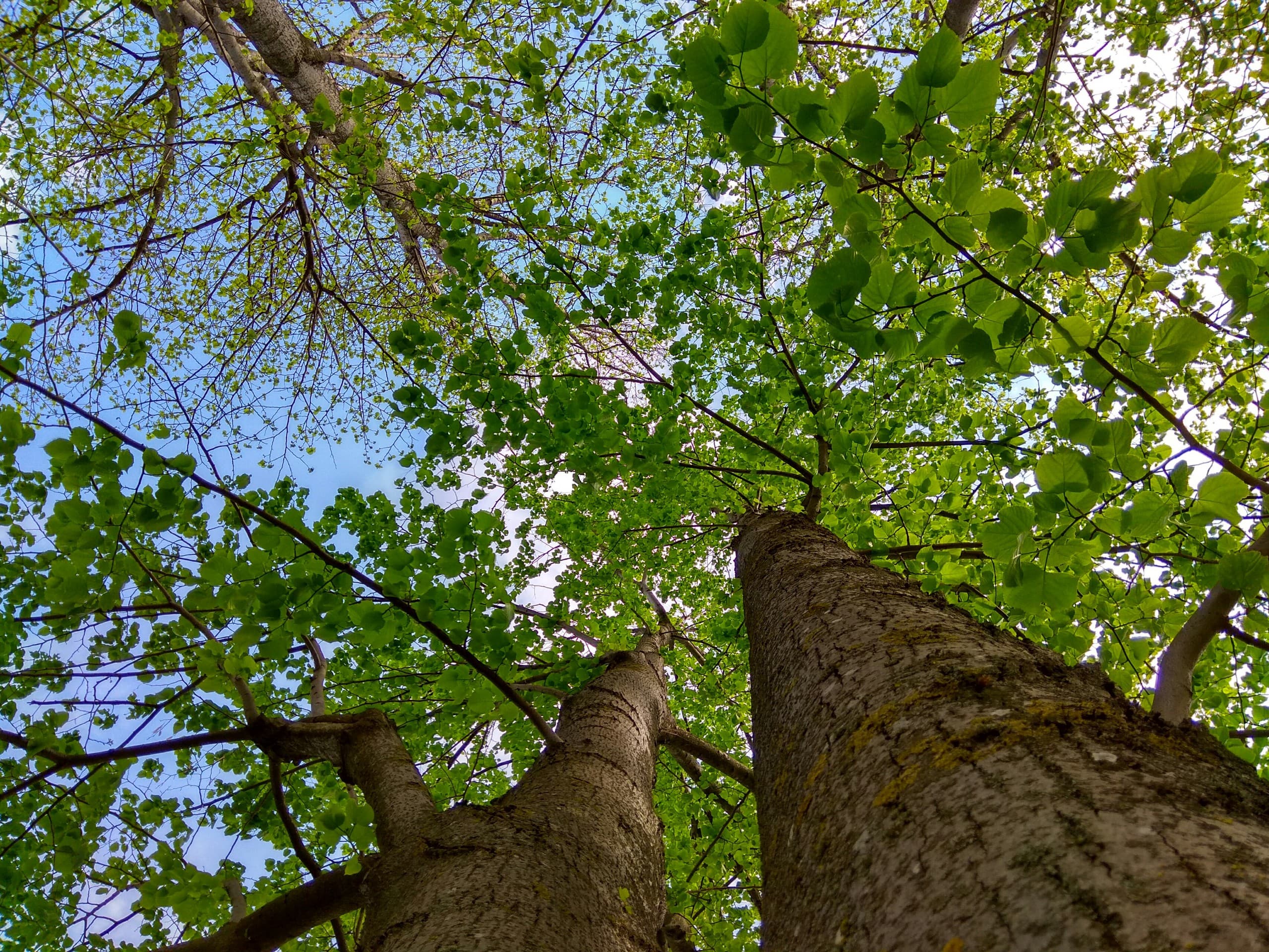 Green Esence