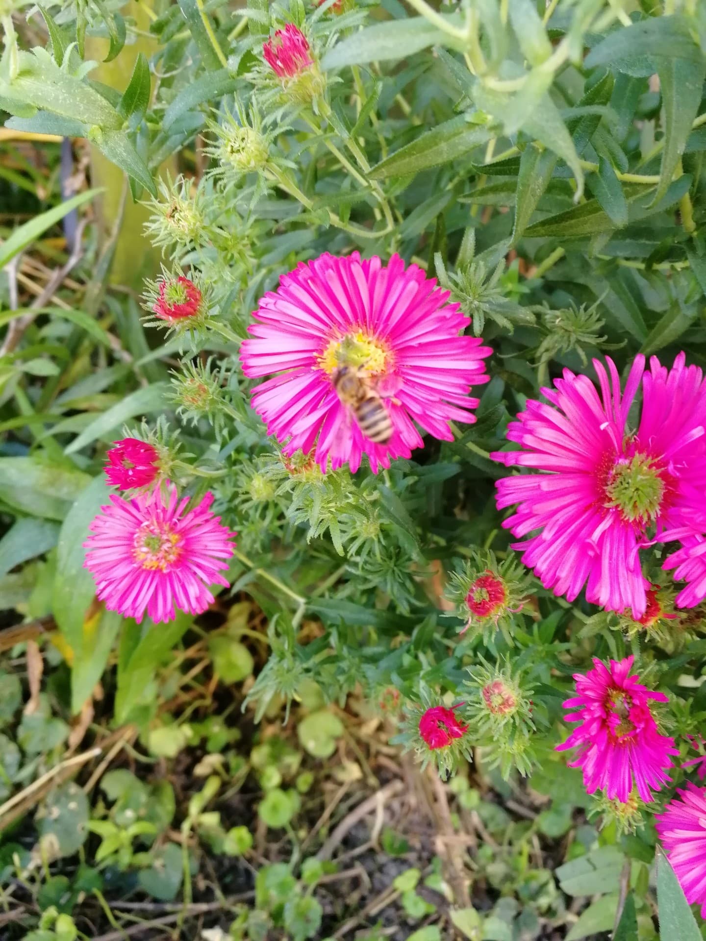 flower and bee