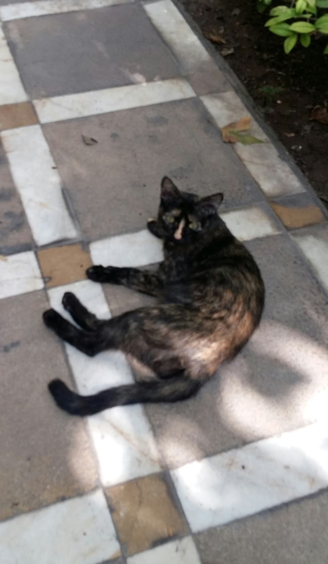 cat