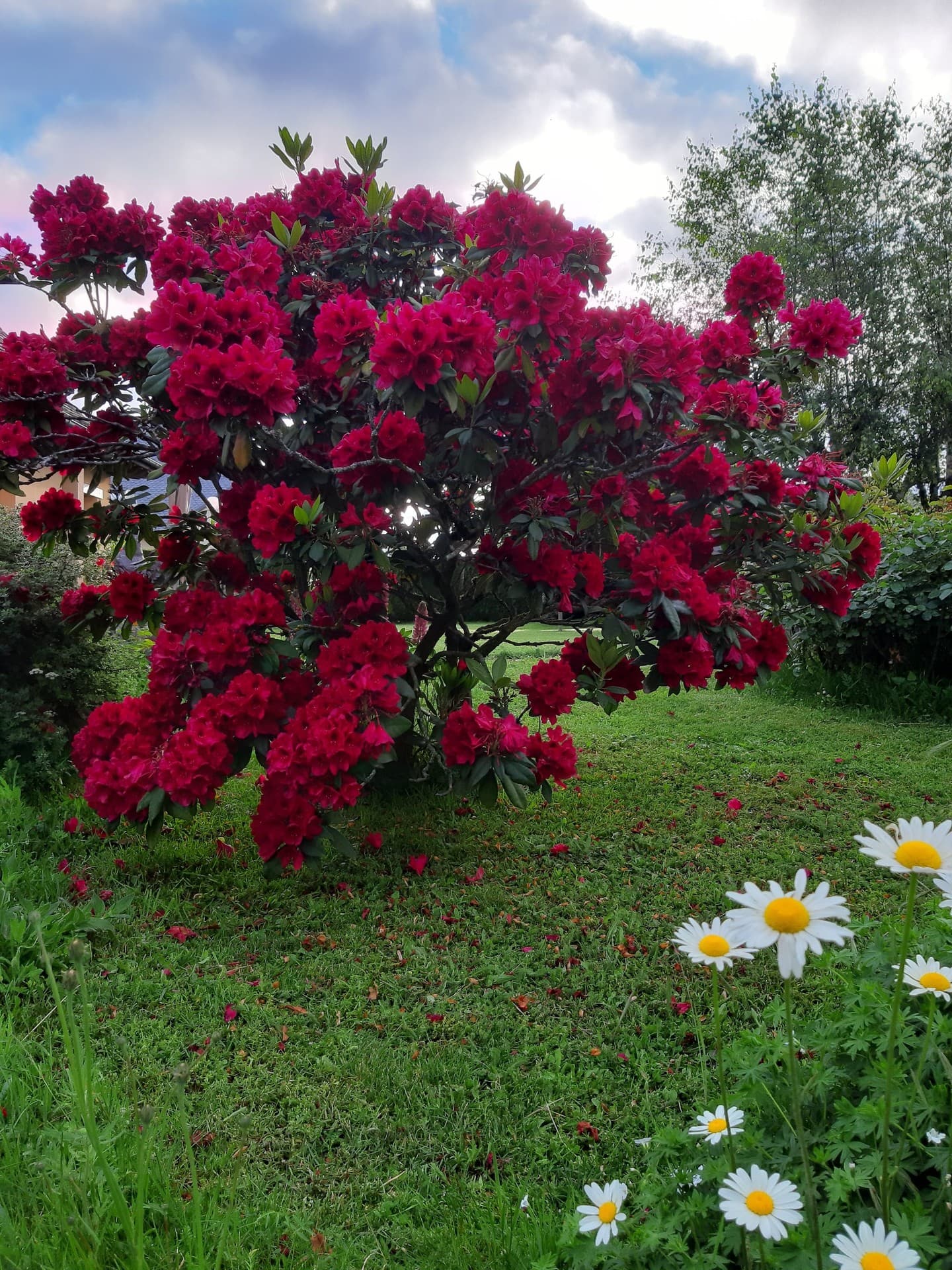 rodhodendron