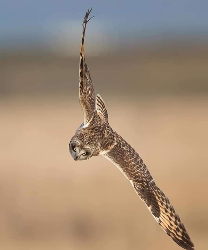 owl