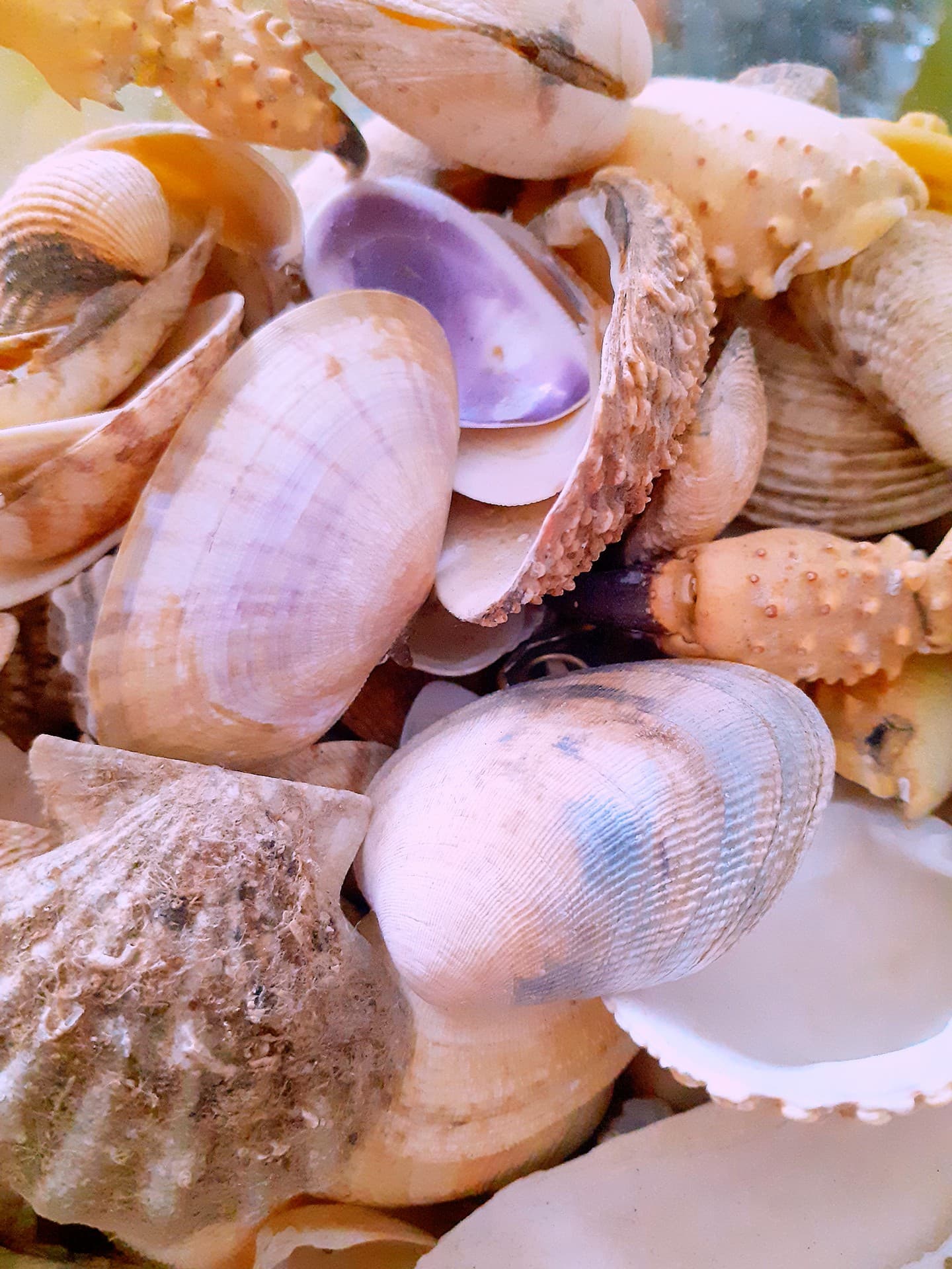 Shells