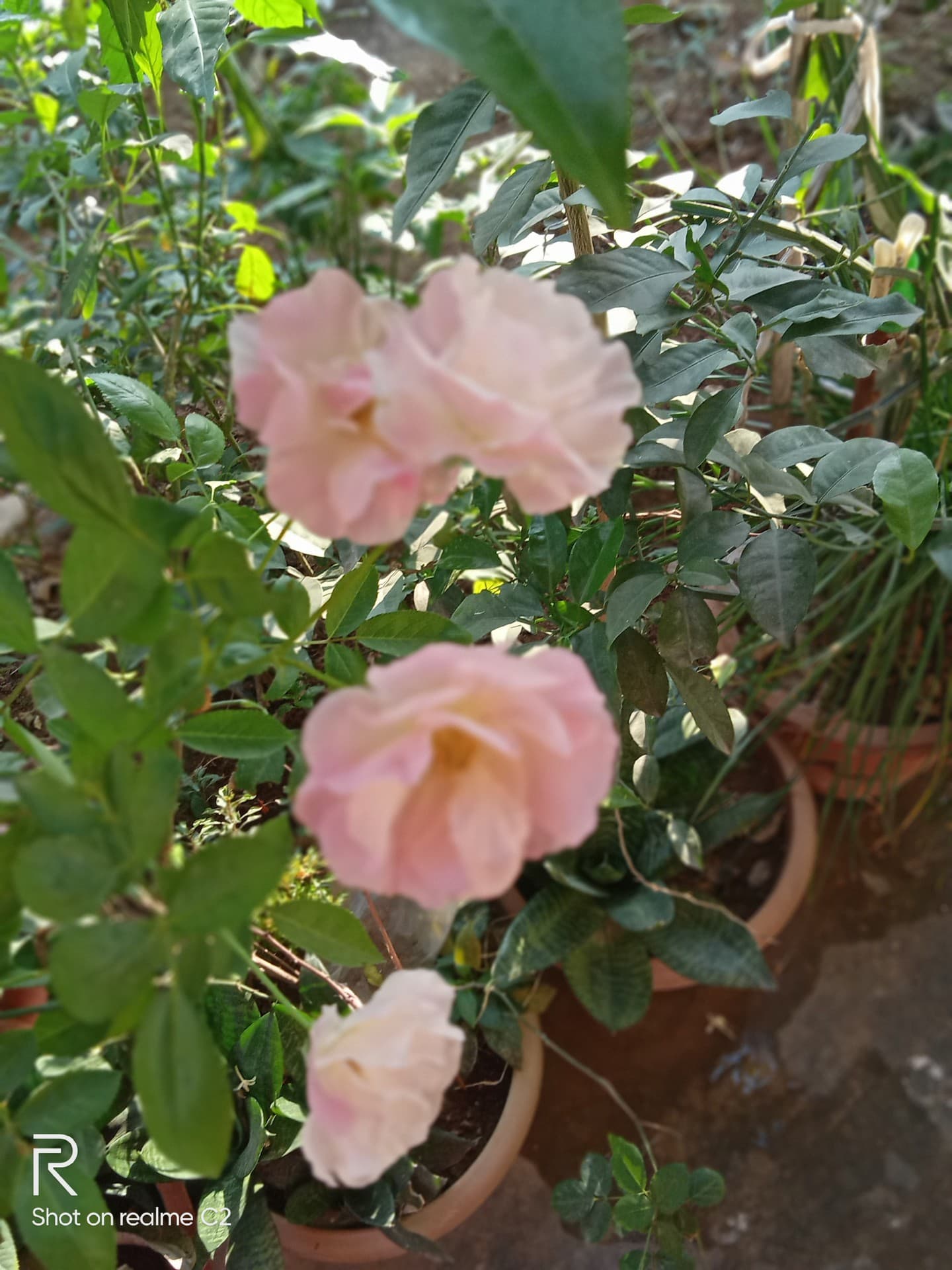 roses