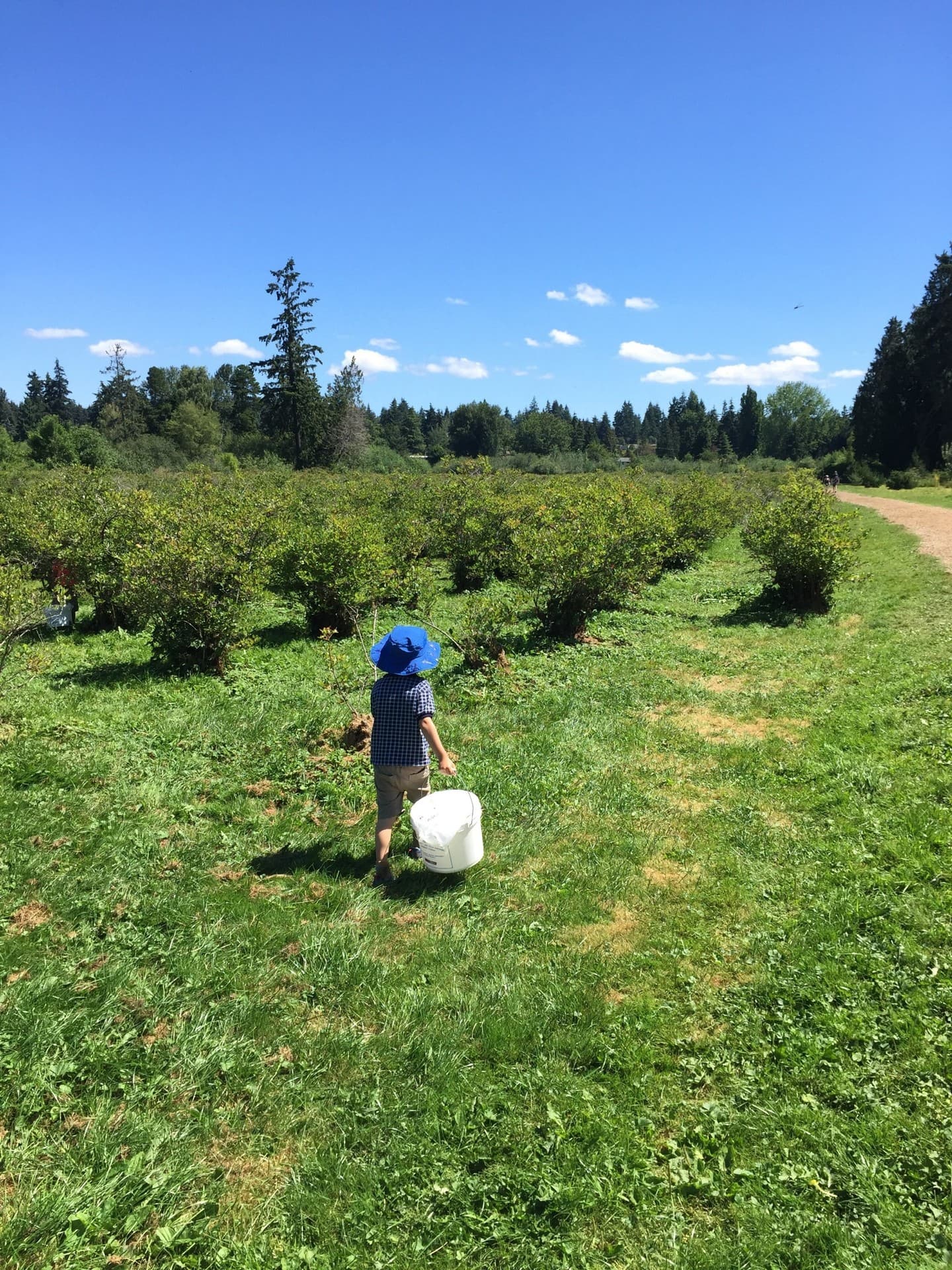 Blueberry field
