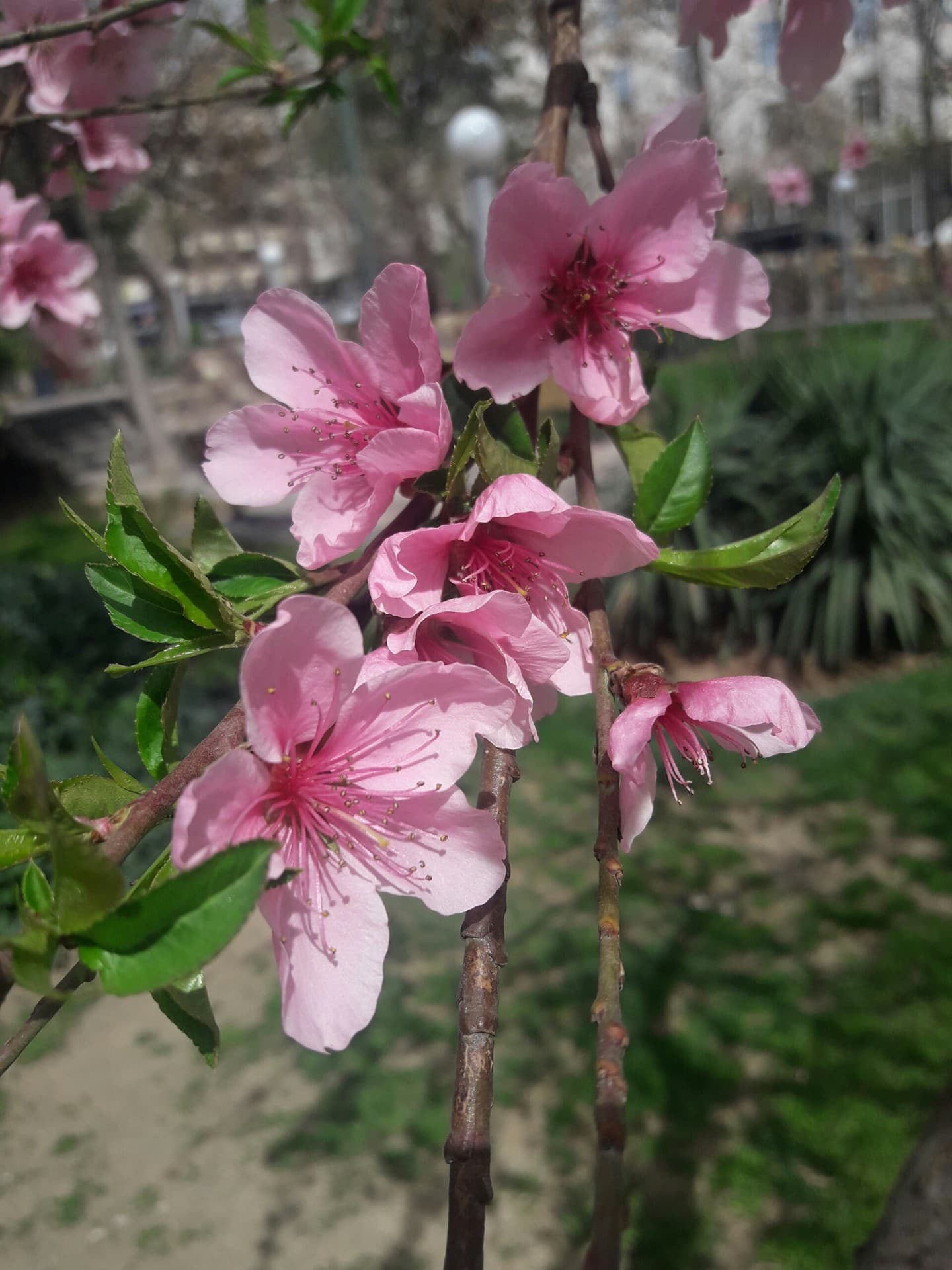 spring