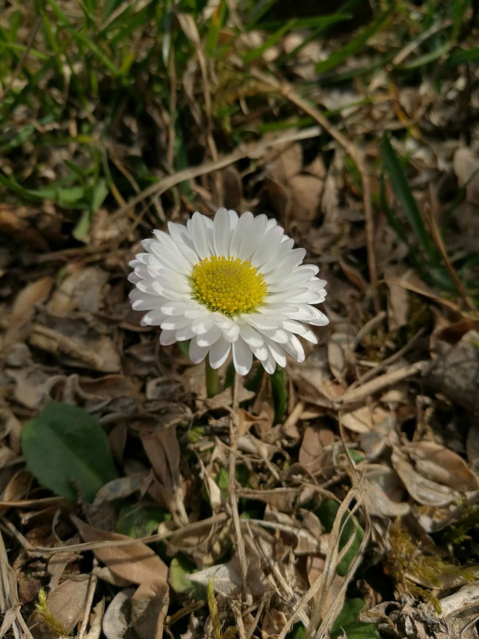 Daisy