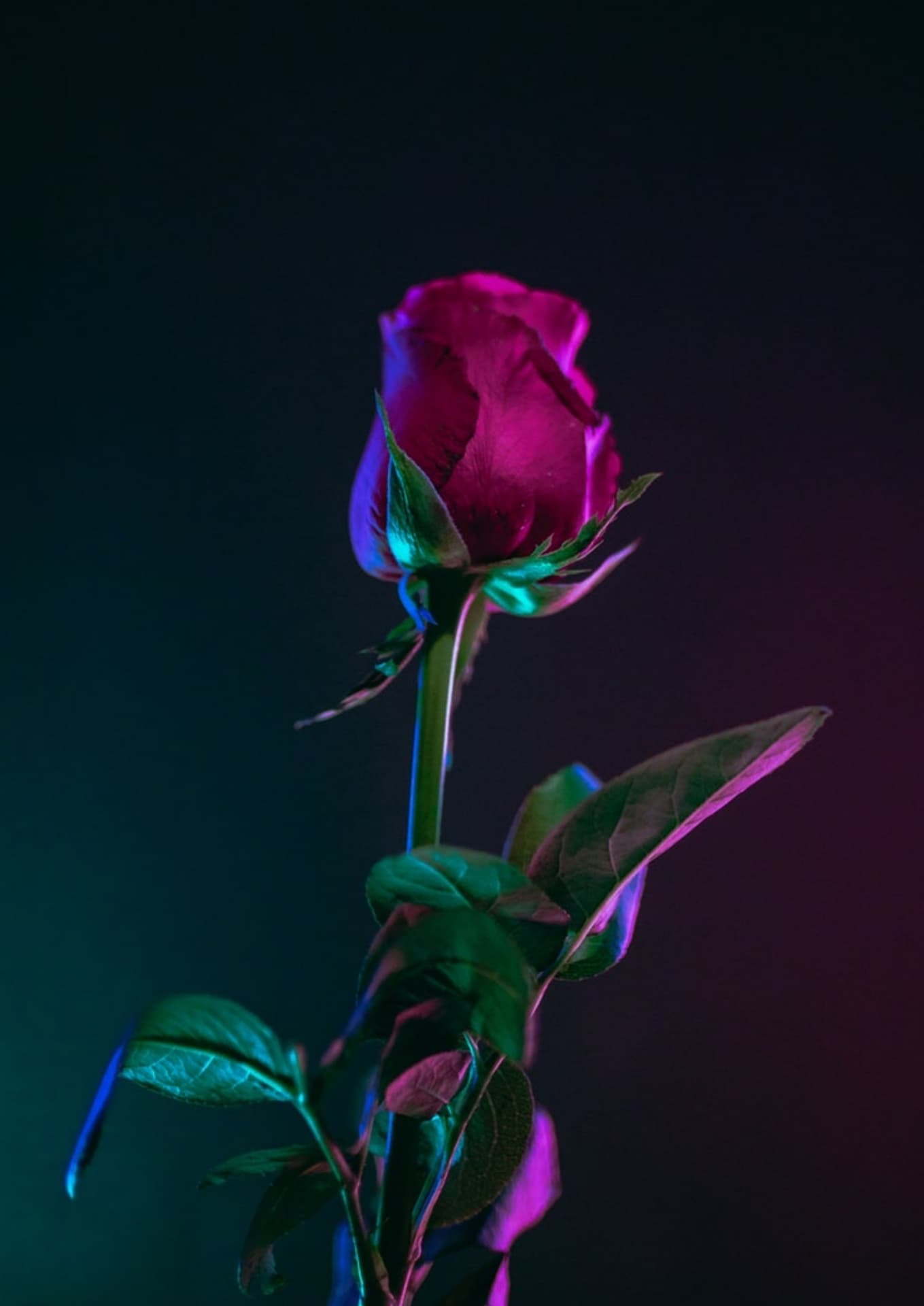 A red rose means a lot....