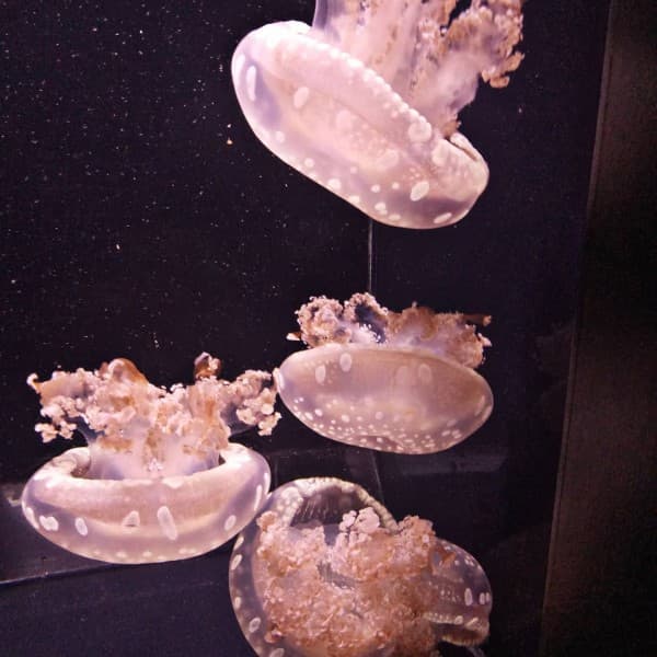 Австрия