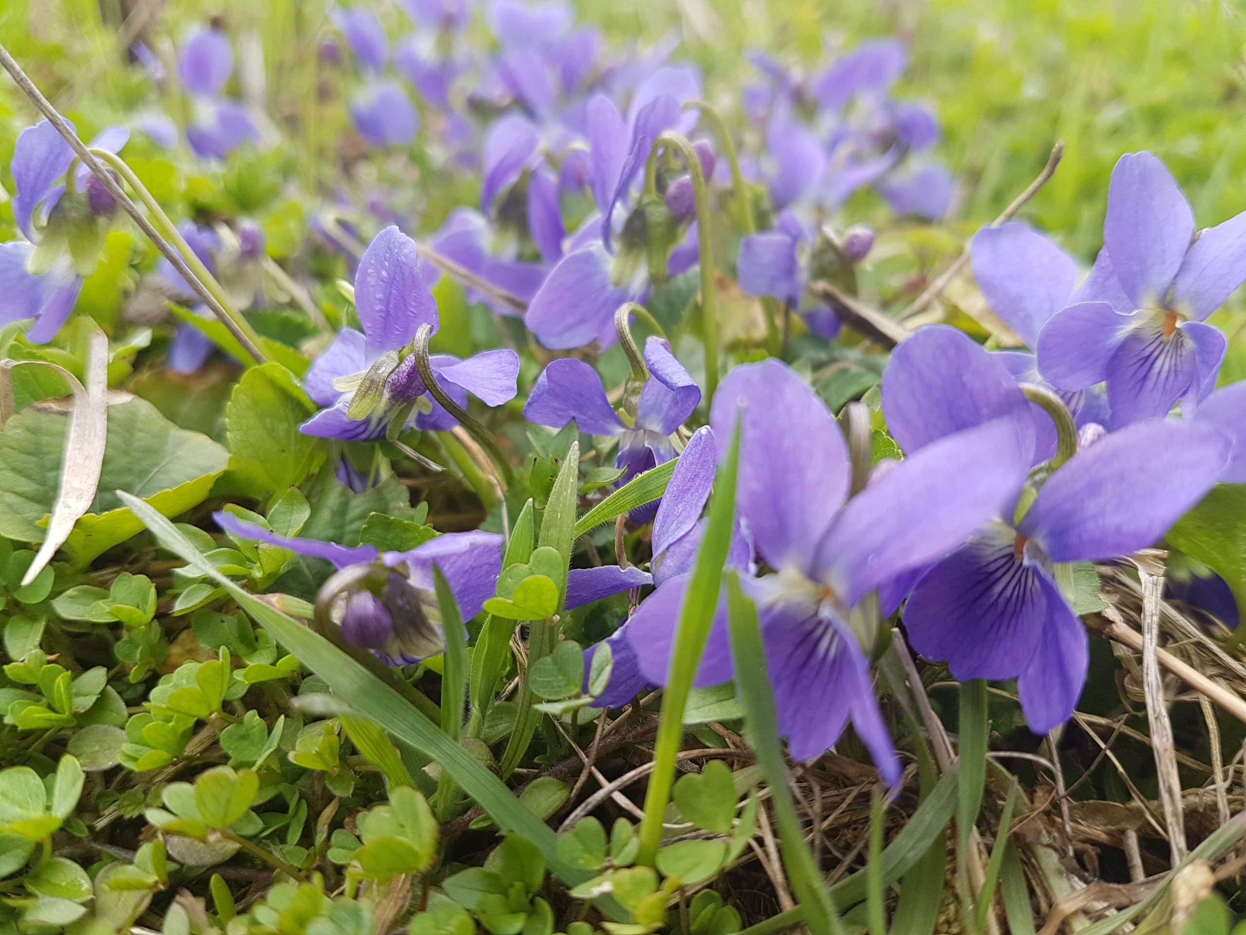 violet