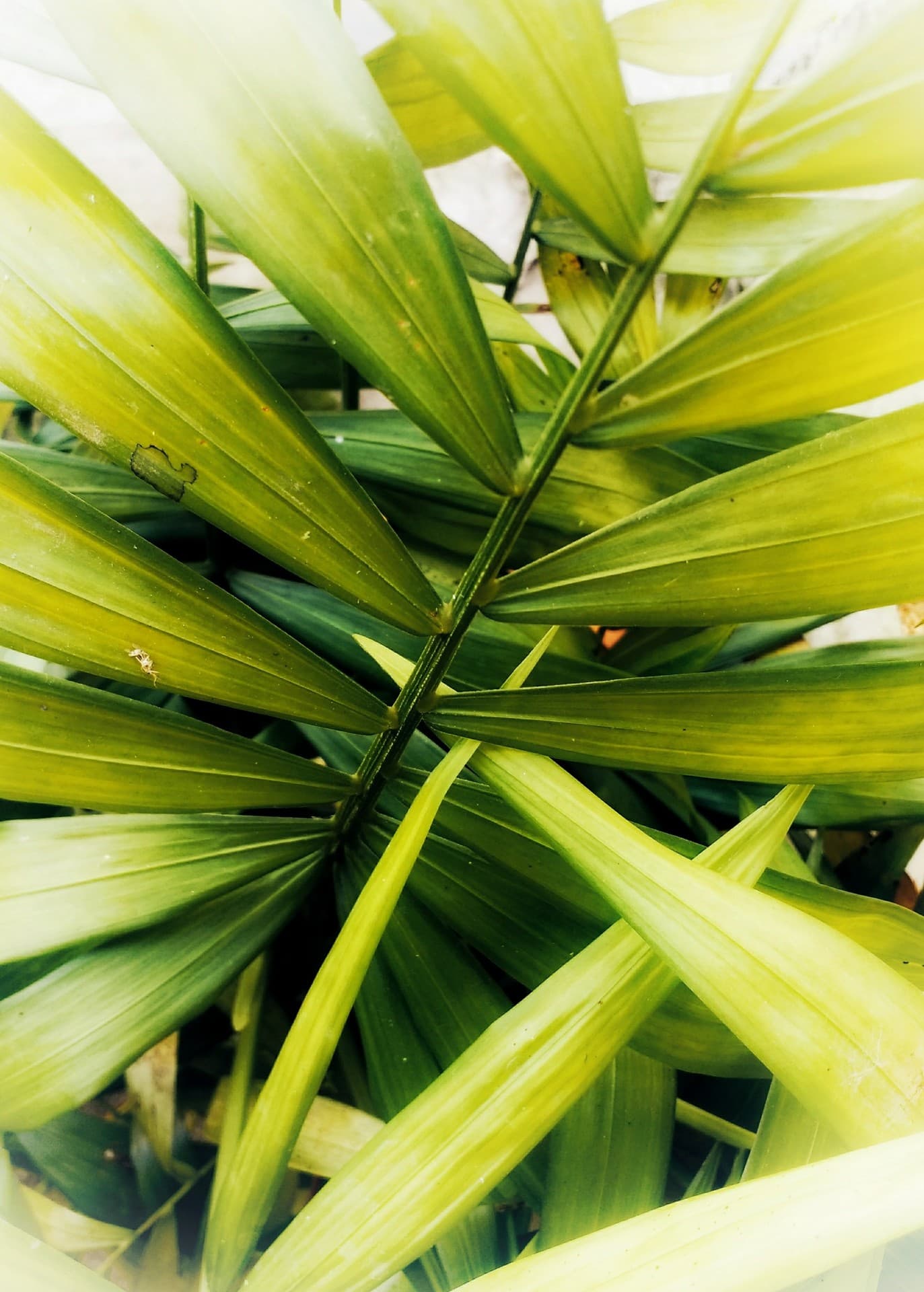 Verde