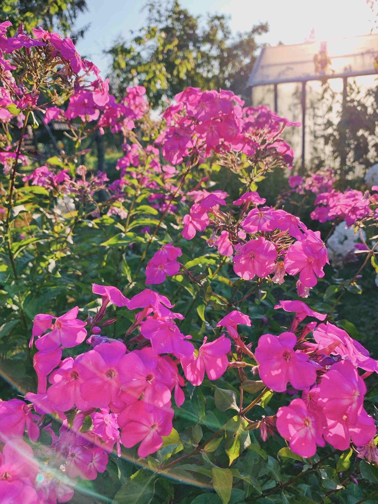 Phlox