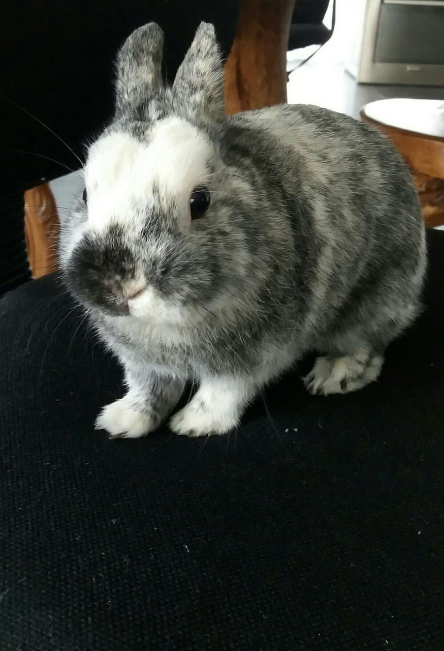 lapin