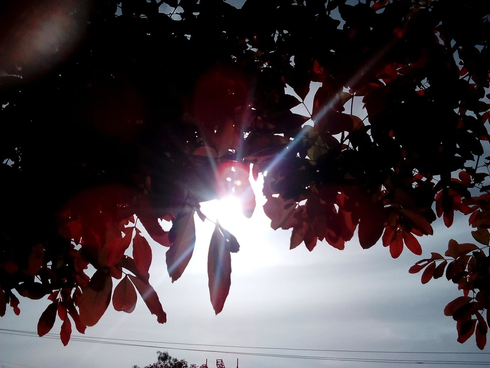 Peeking through the leaves!!!