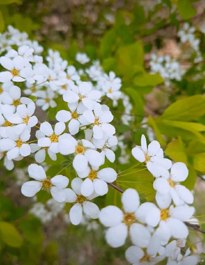 cuteflowers