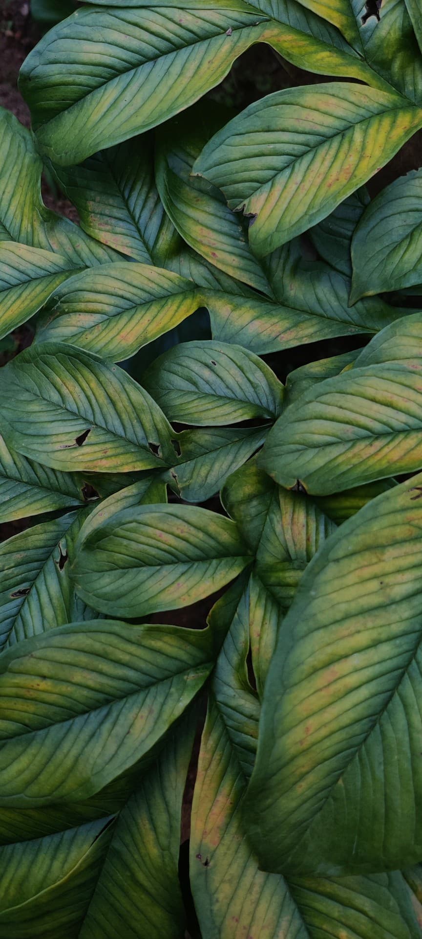 leaf
