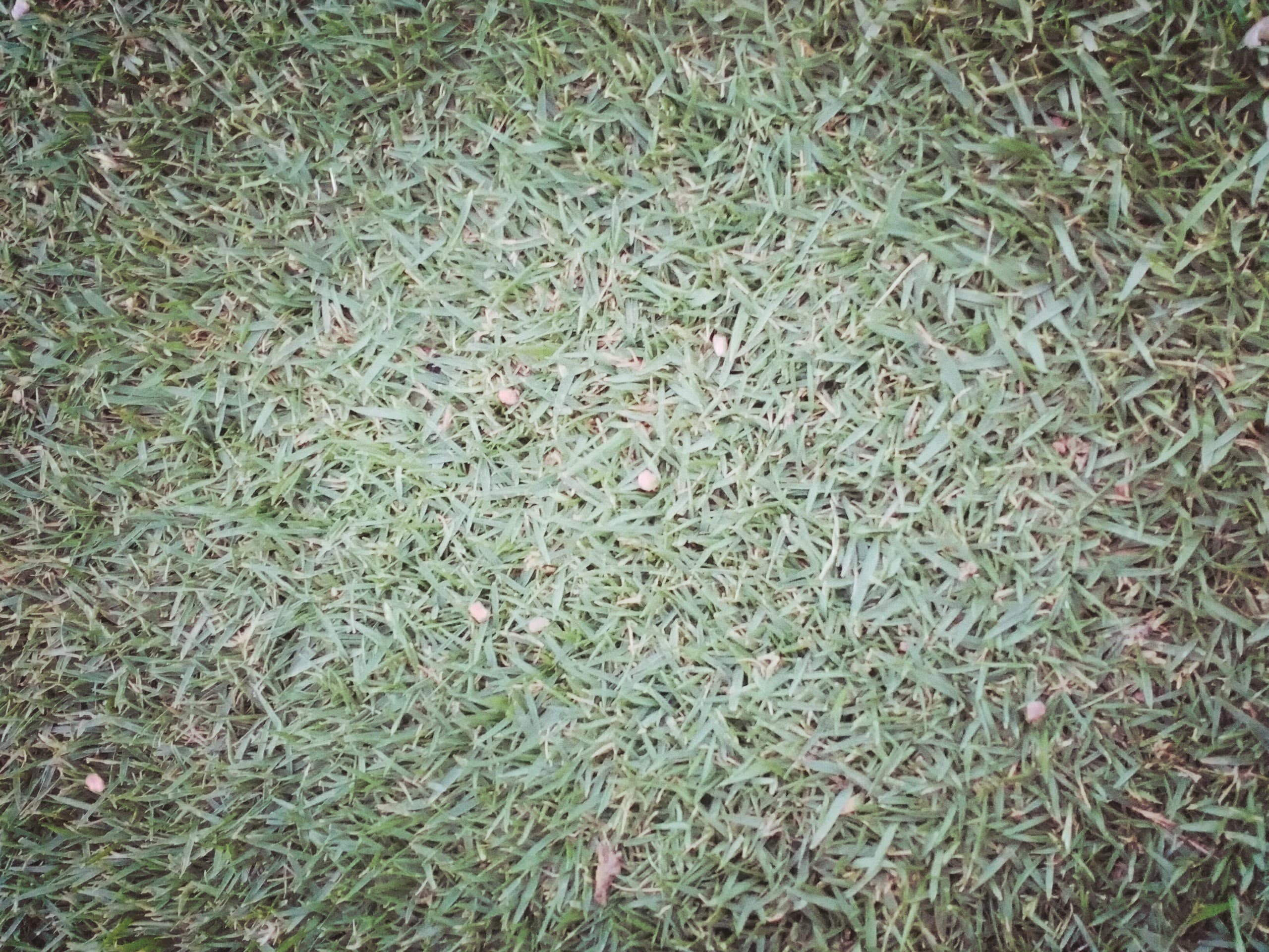 green grass