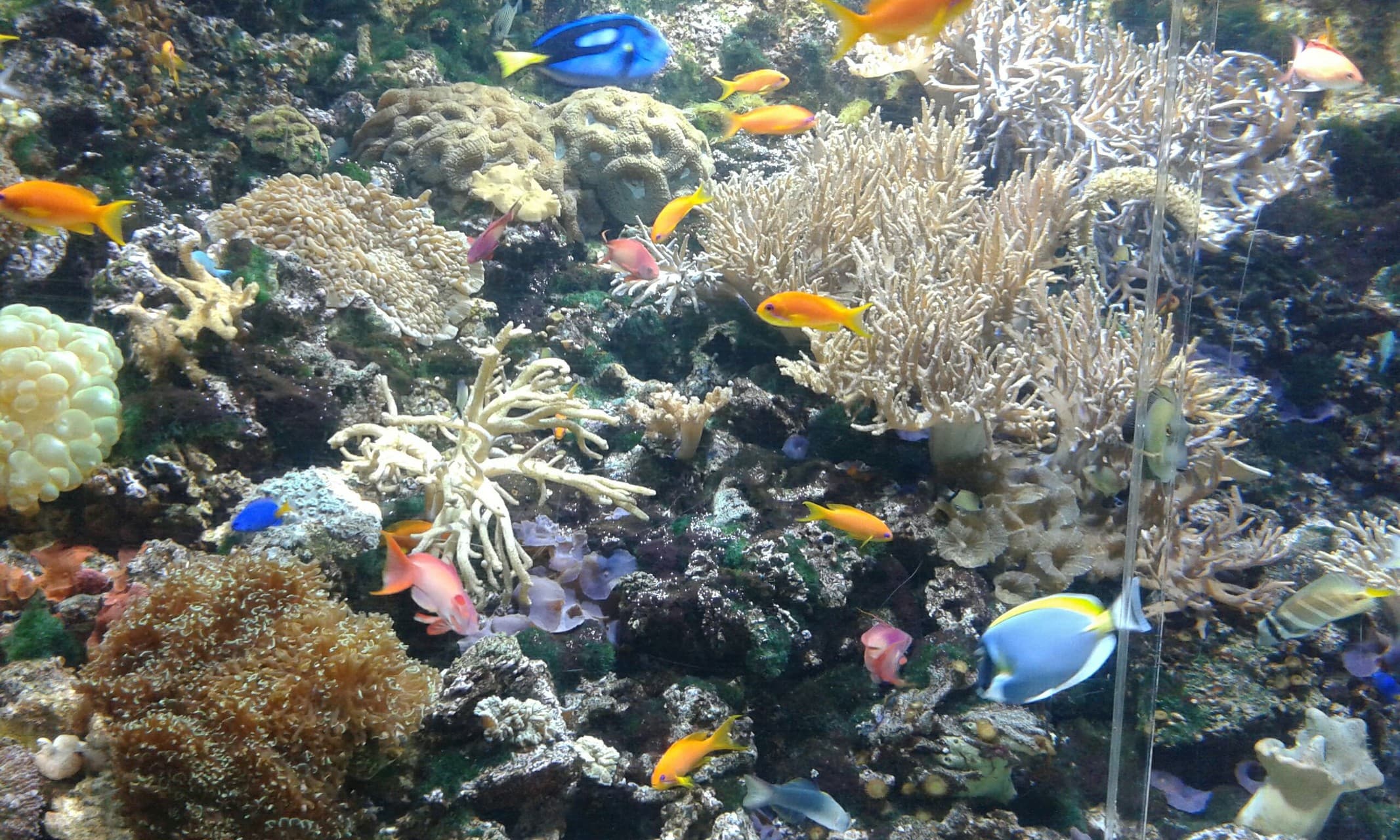 Corals