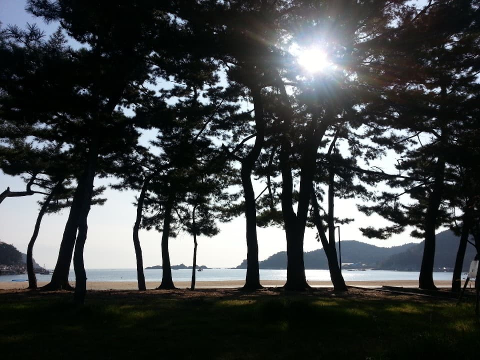 pine trees in Namhae, Korea