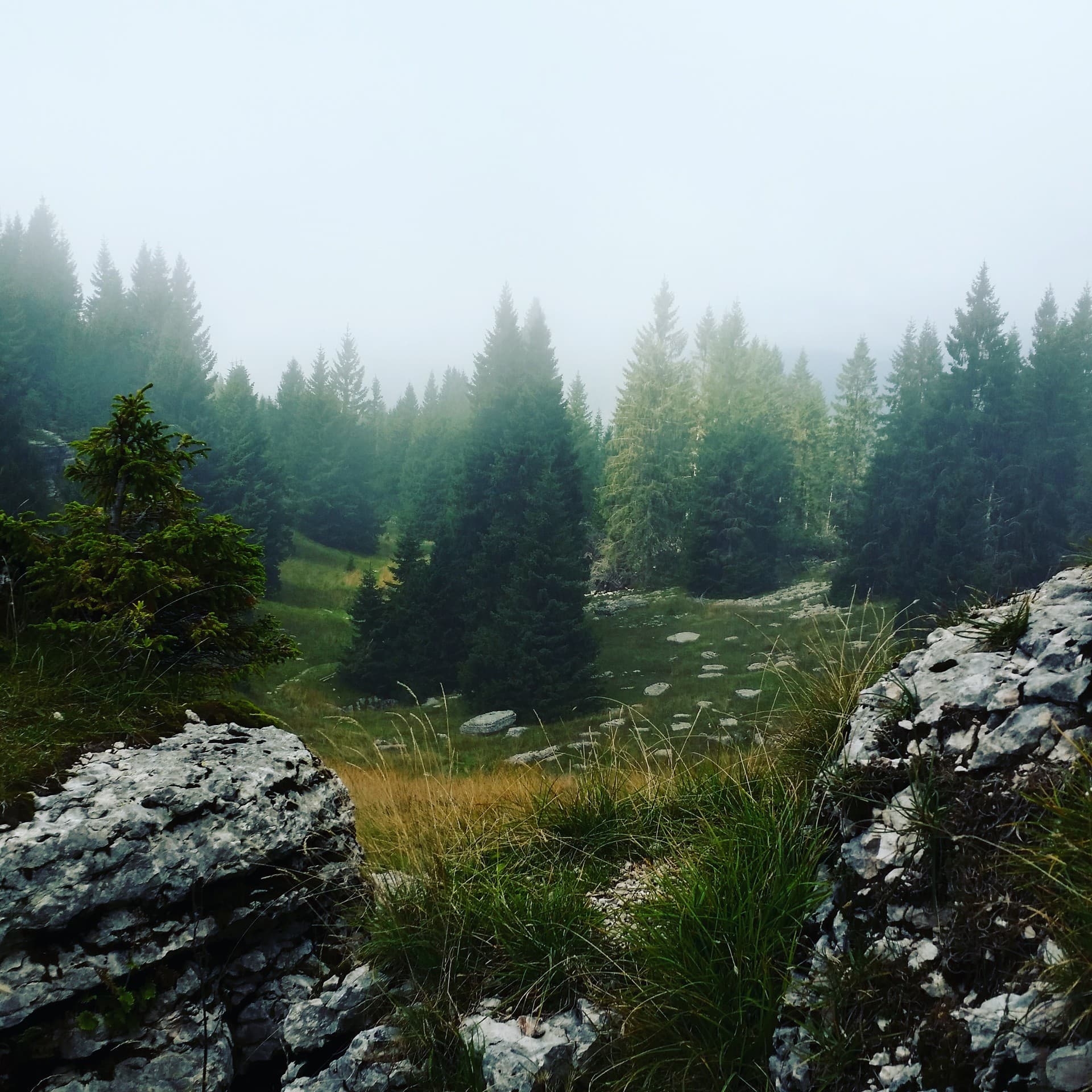 forest