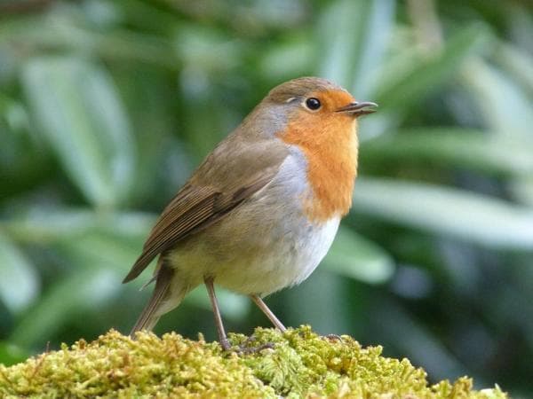 bird