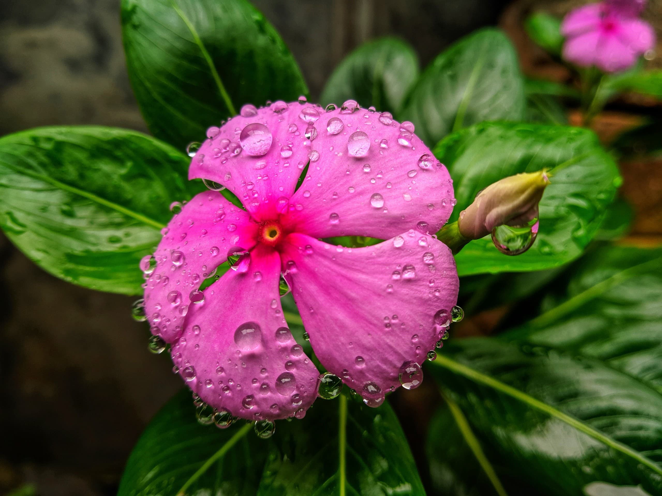 raindrops flower