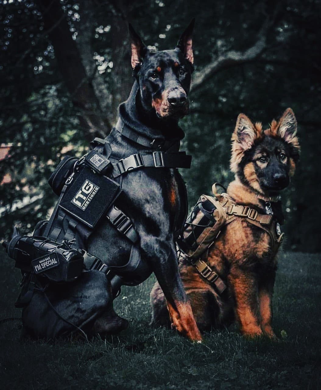 Army Dogs