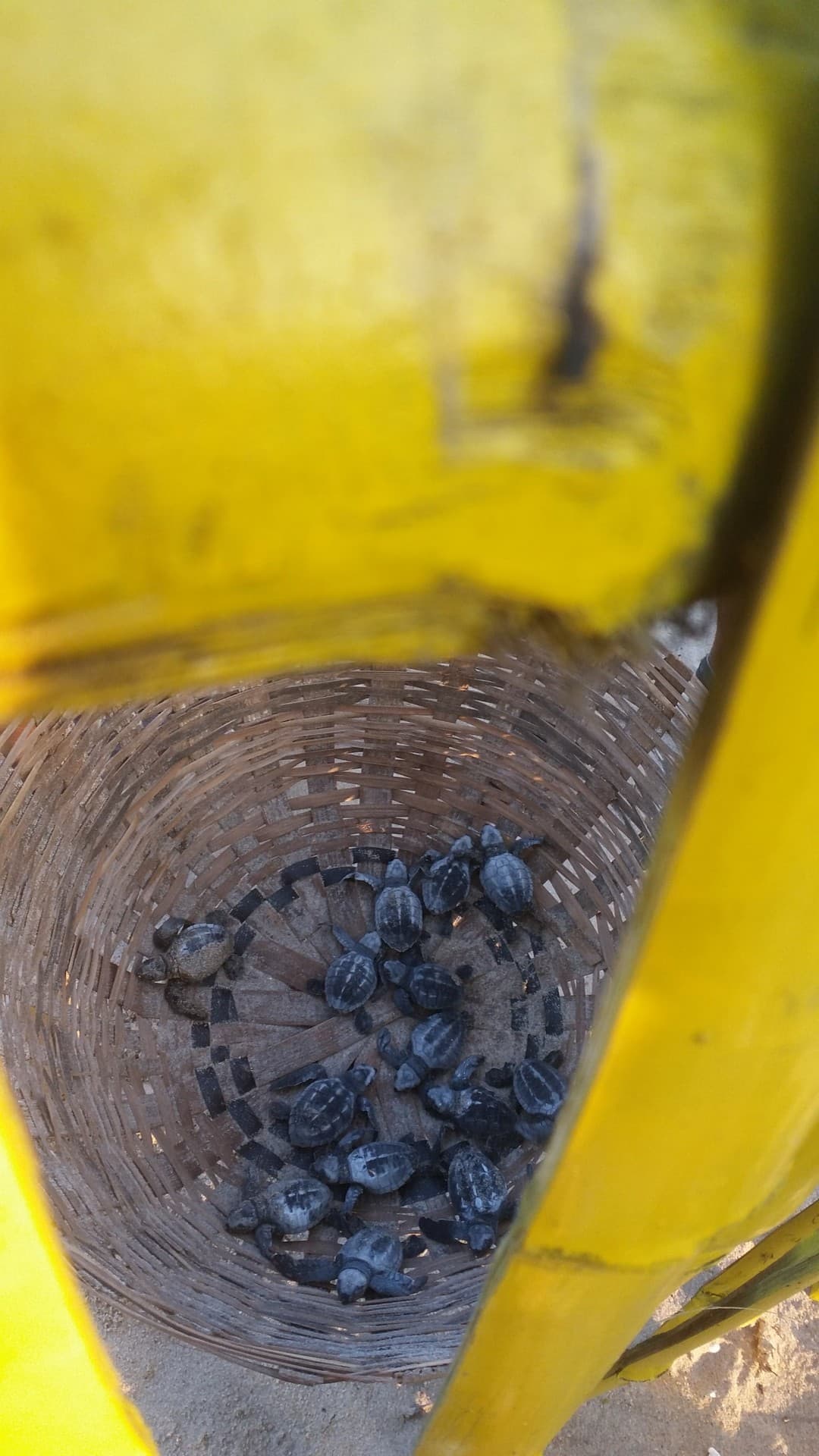 baby turtle