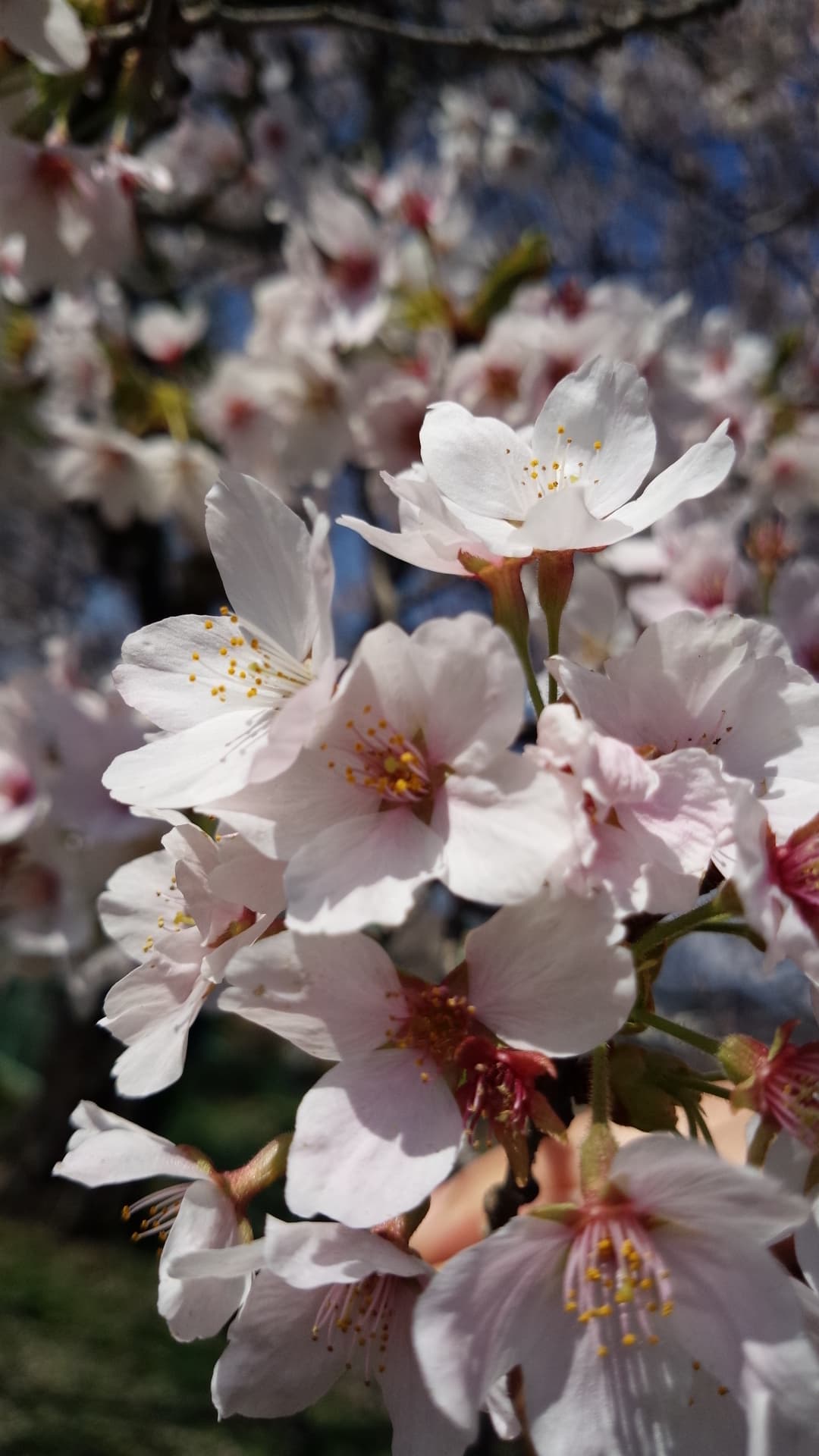 桜