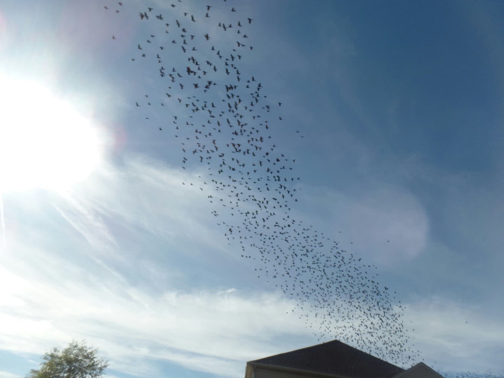 Stream of birds