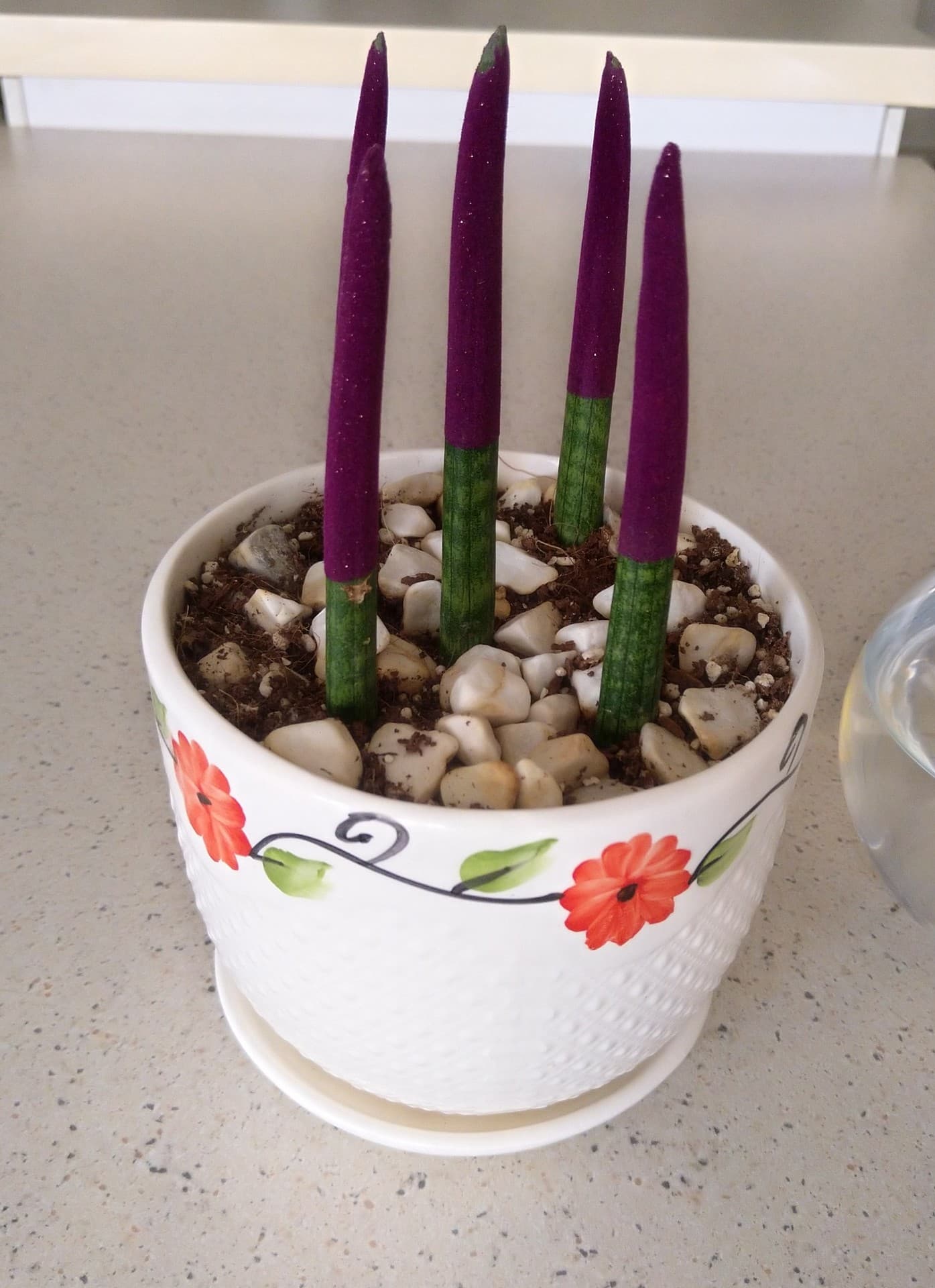 Cactus flower