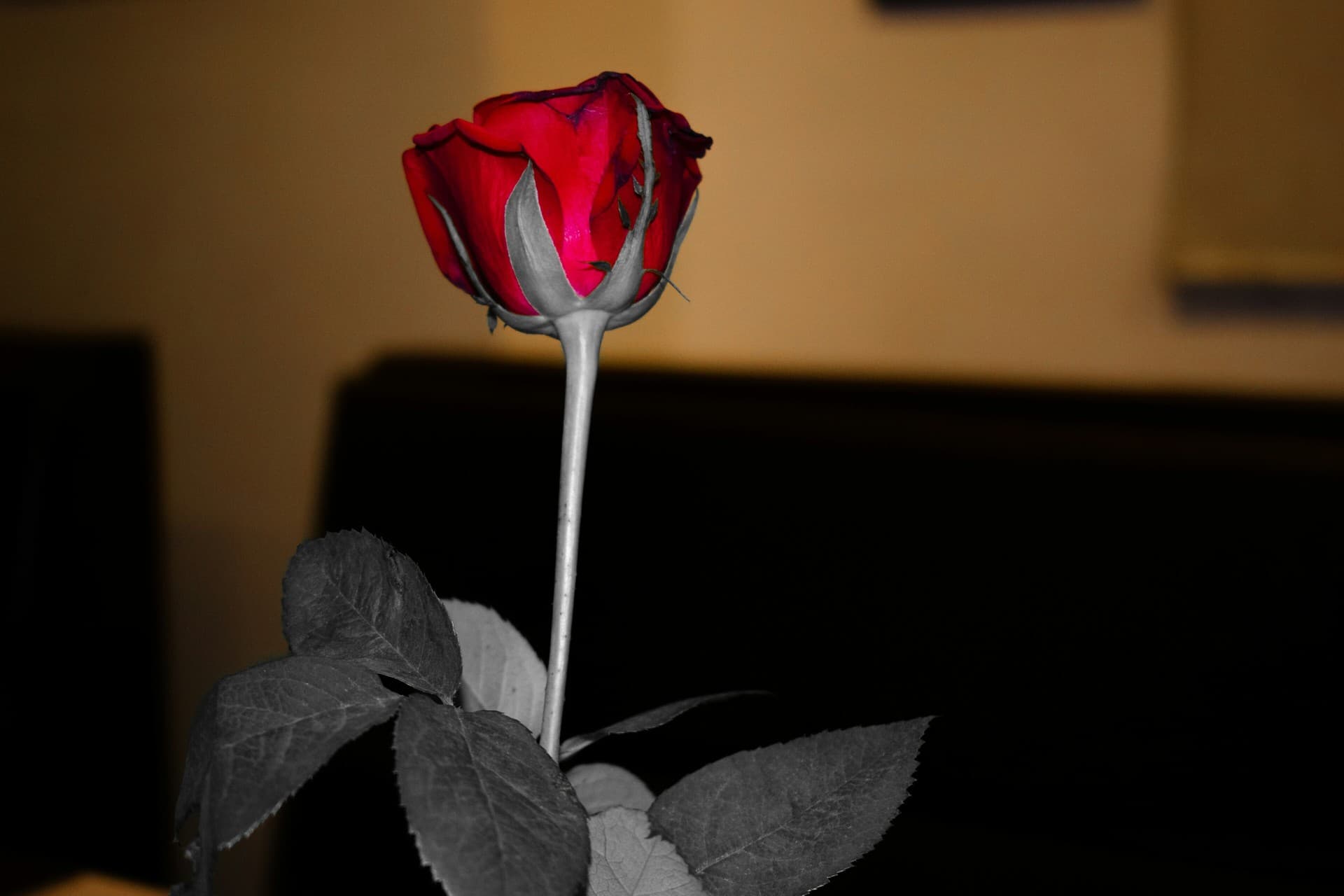 ##Still life photography#for someone special##S/Z
