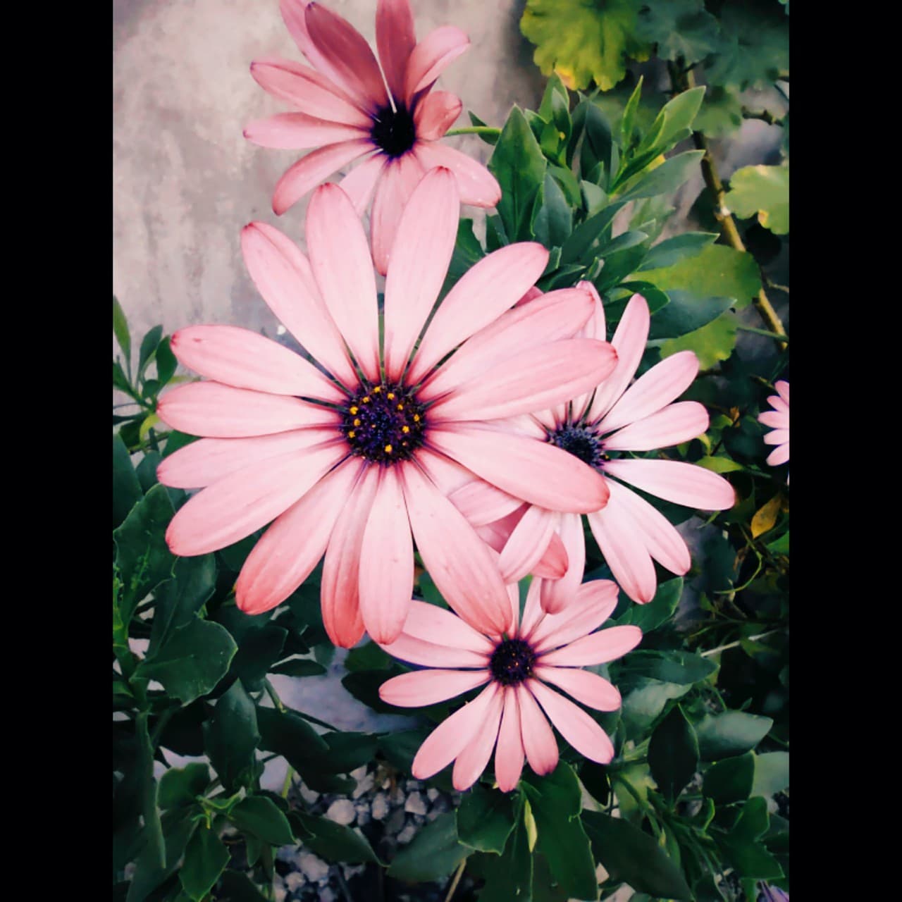 Primavera