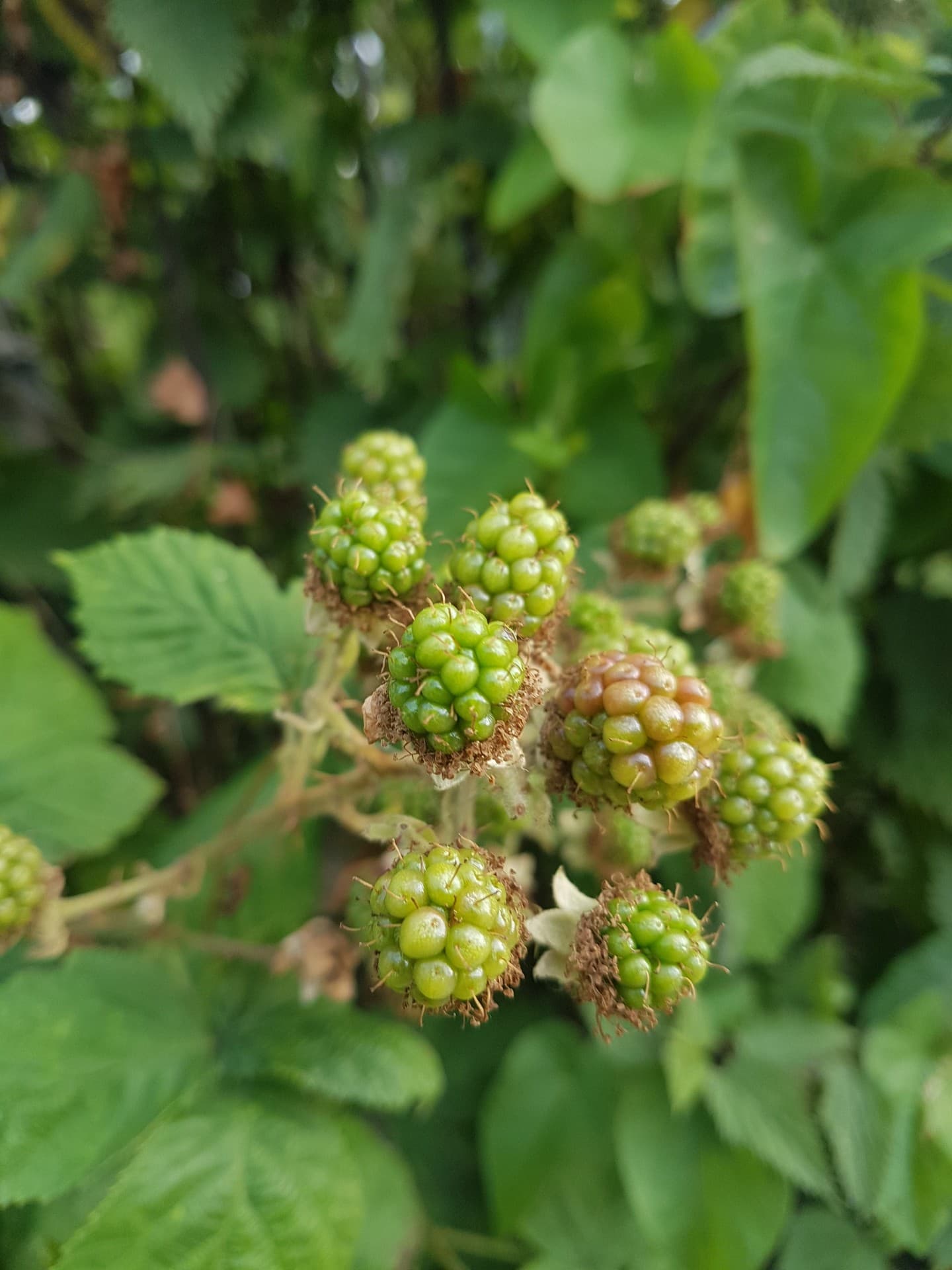 RASPBERRY WITH LEAF