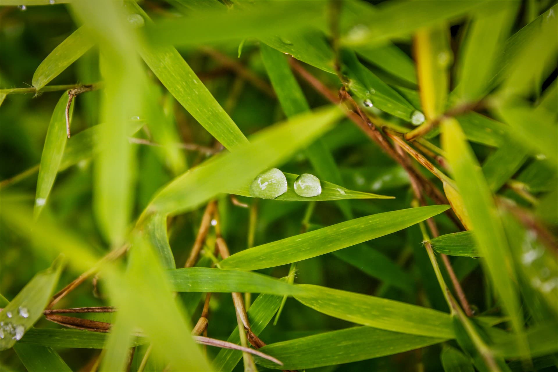 bamboo