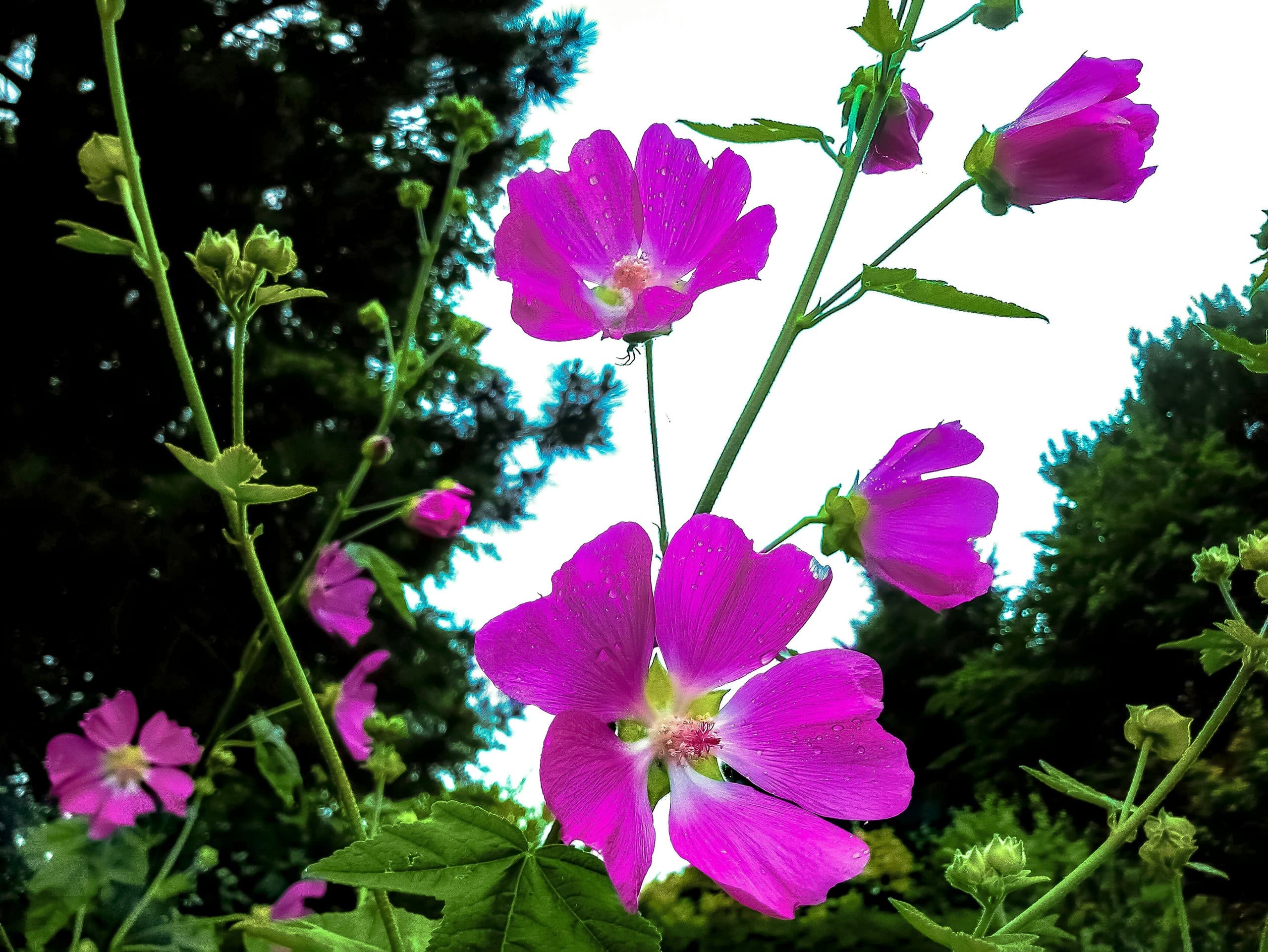 pink garden flowers