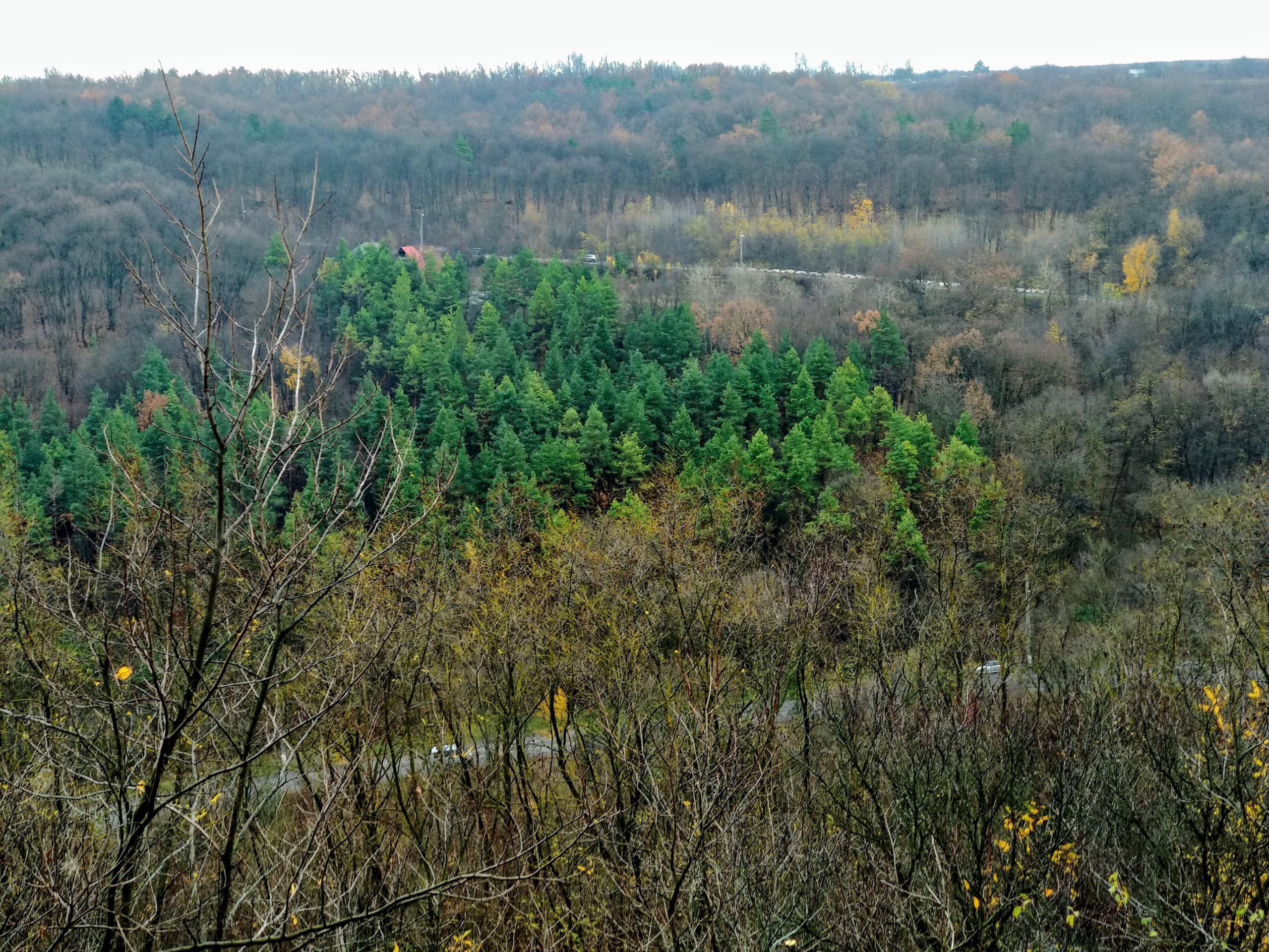 Fir forest