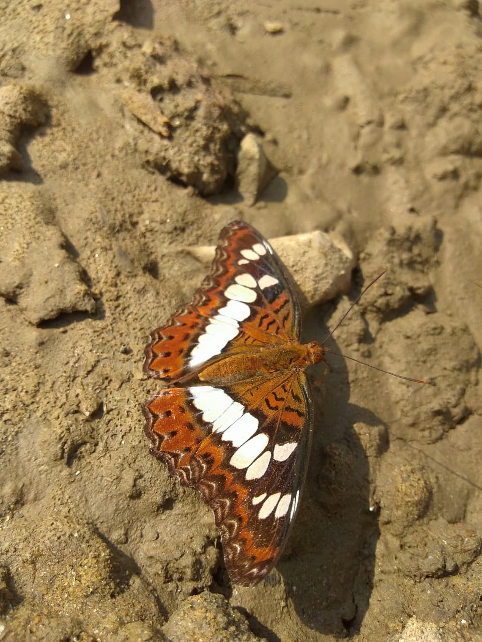 butterfly
