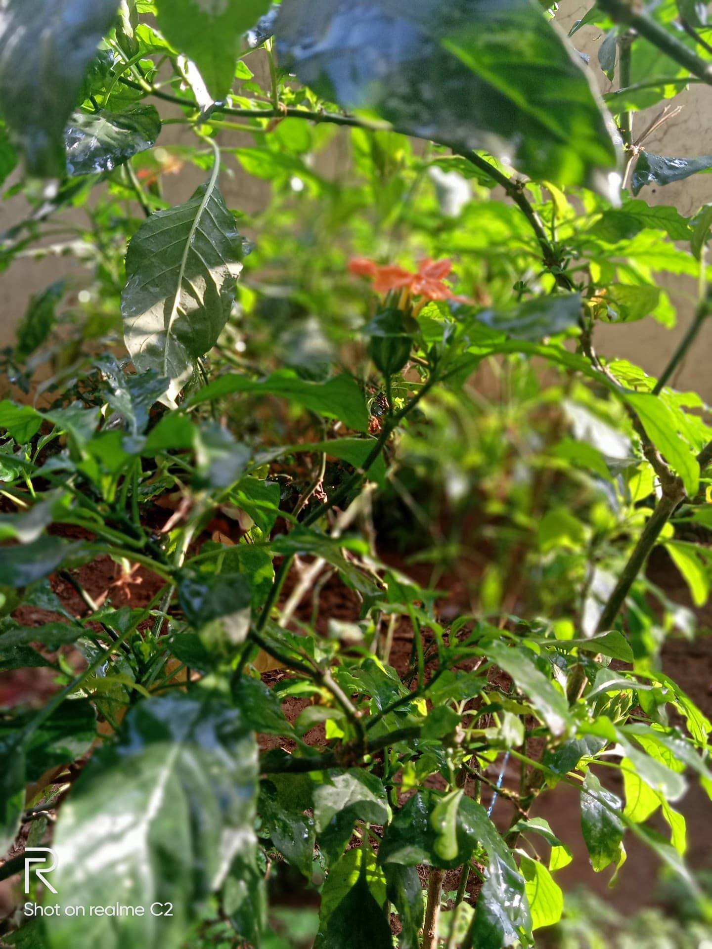 leaf