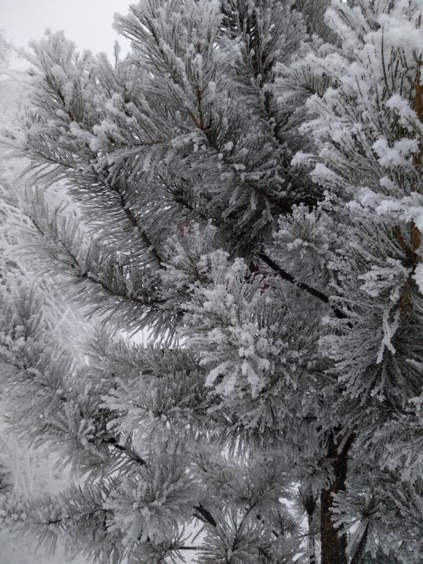 Зима