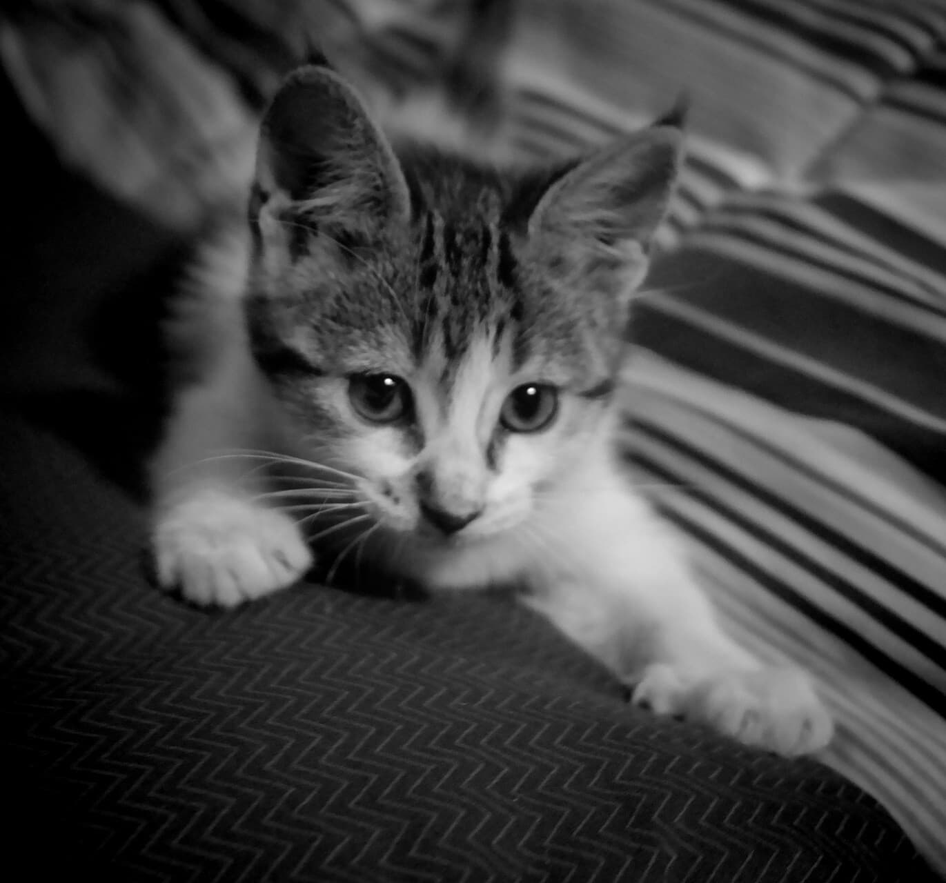 котёнок