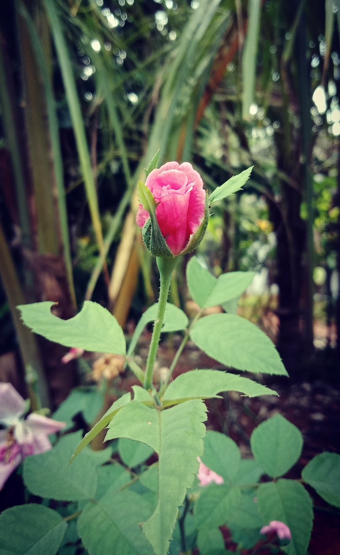 Rose