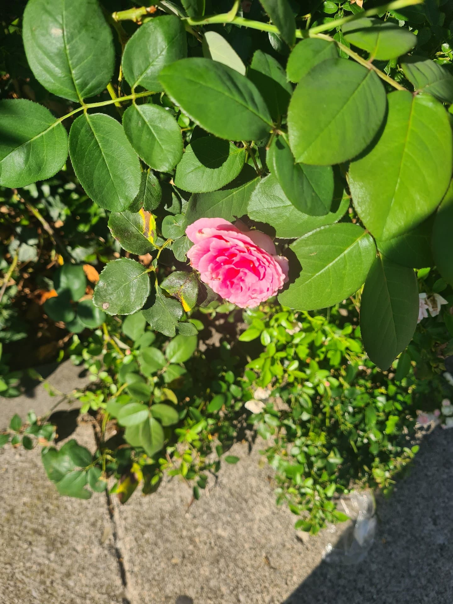 핑크, 관목 배경화면