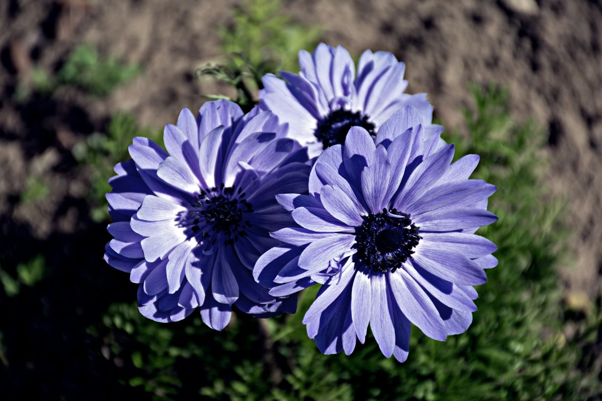 blue anemone