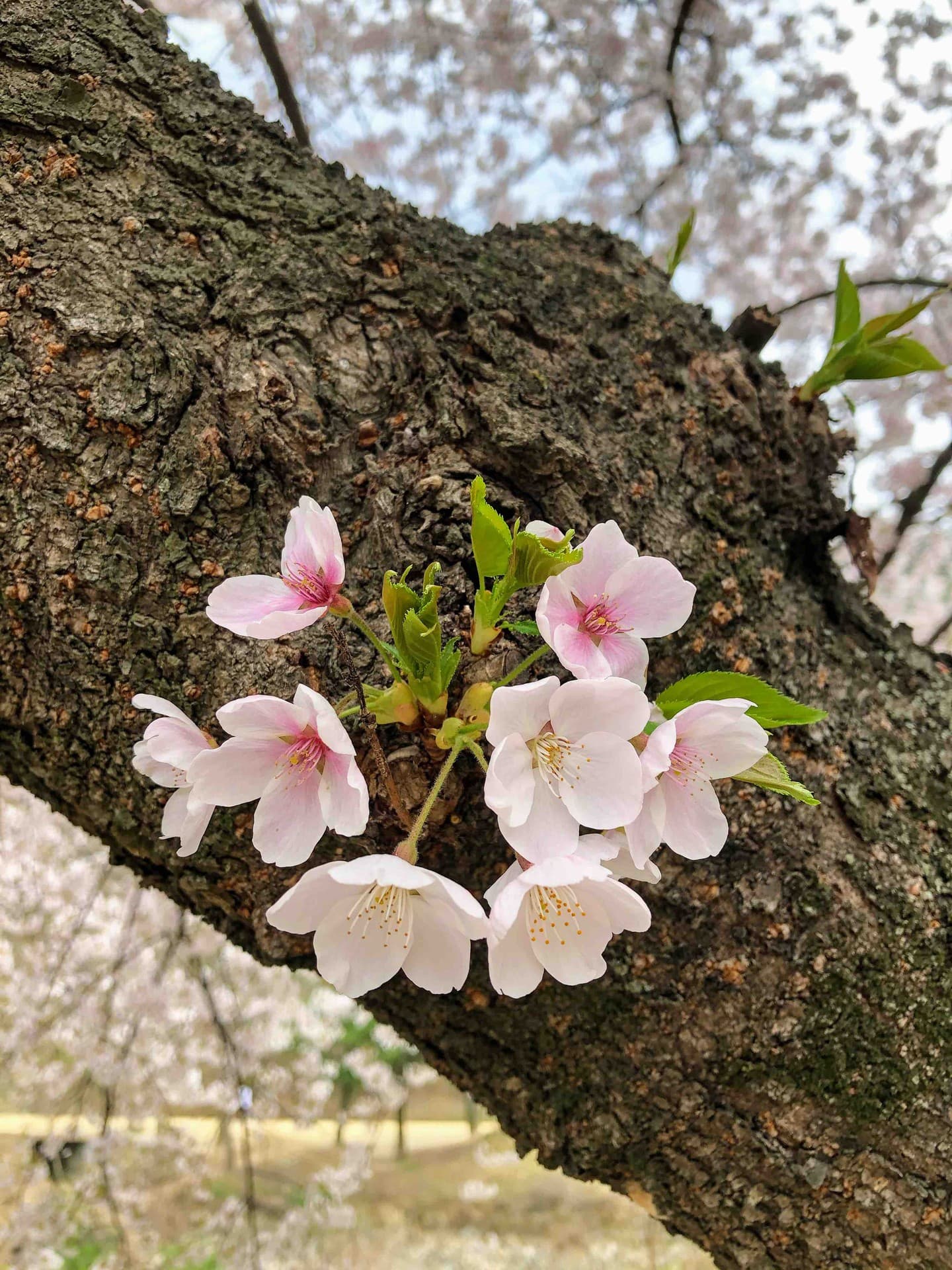 Cherryblossoms